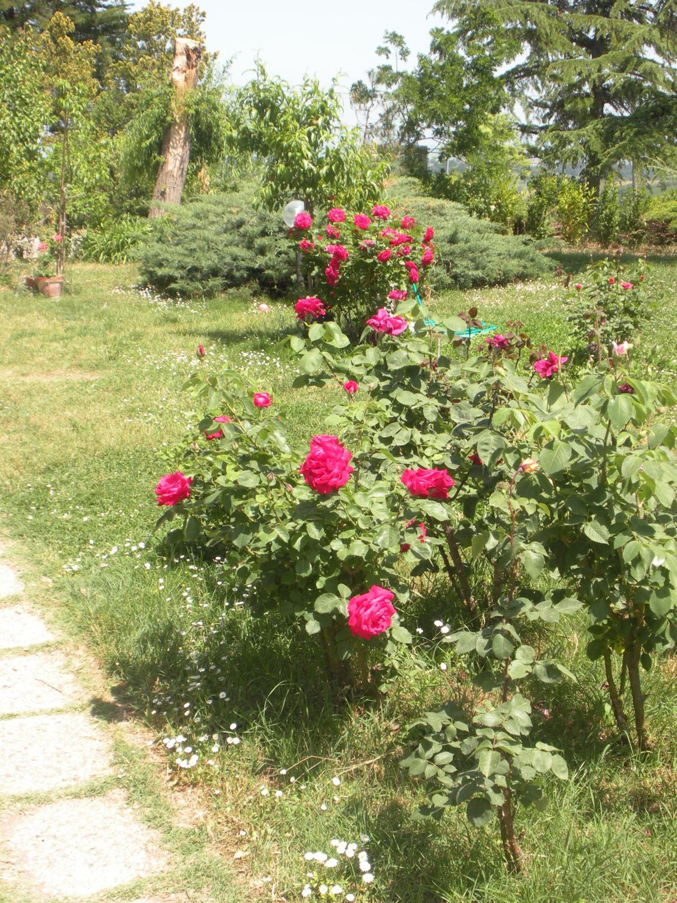 Agriturismo Le Rose