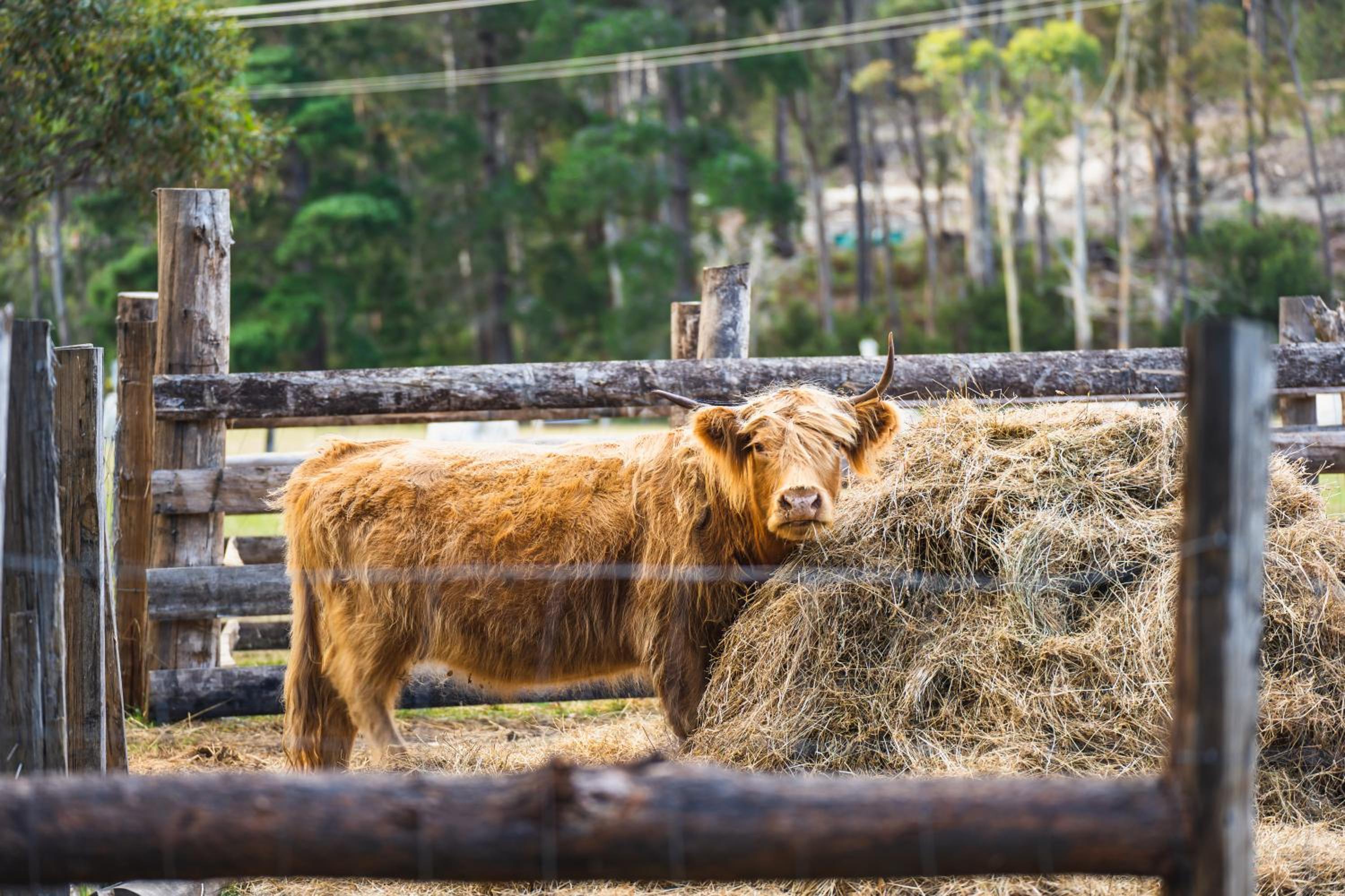 Wallabies, parrots, farm animals