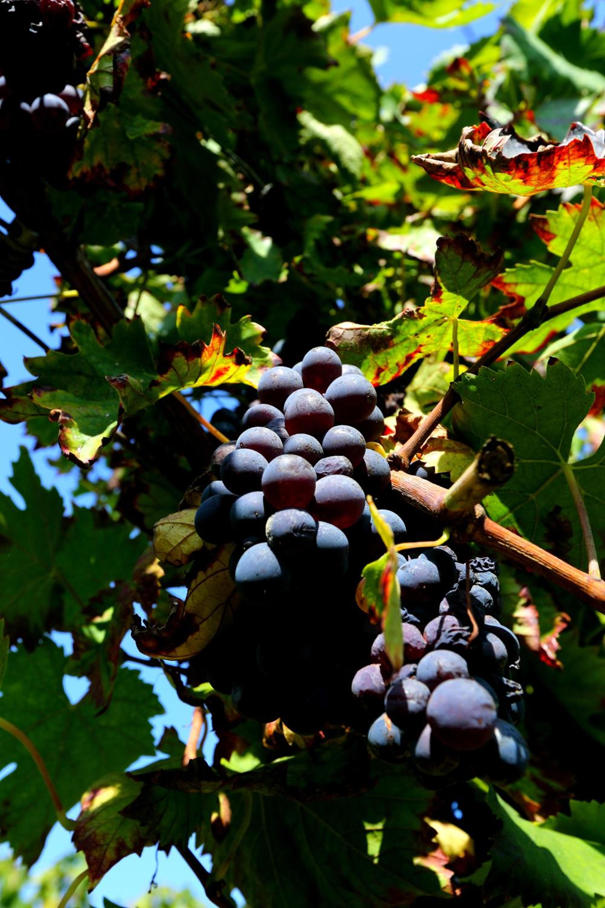 Agriturismo Trerè