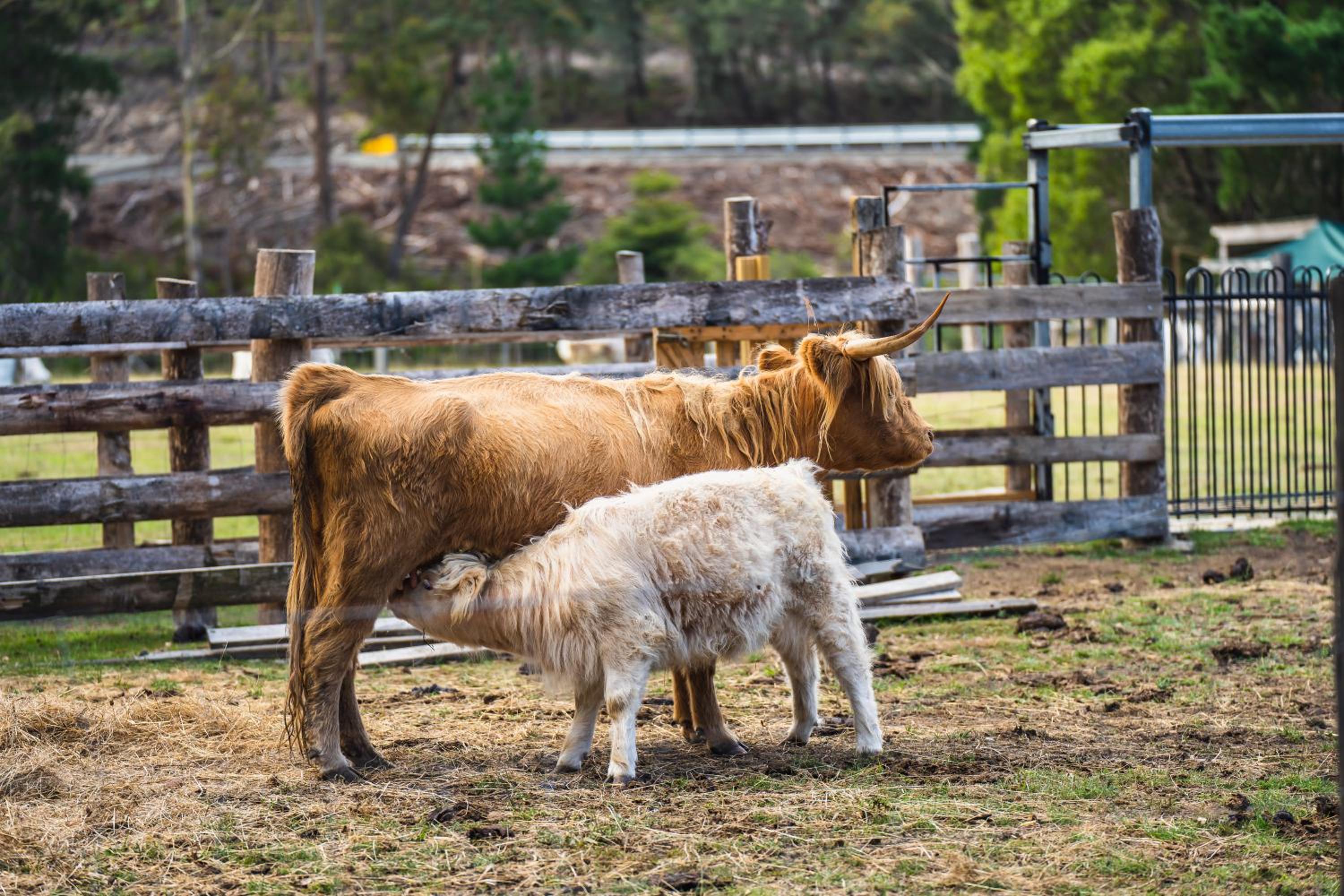 Wallabies, parrots, farm animals