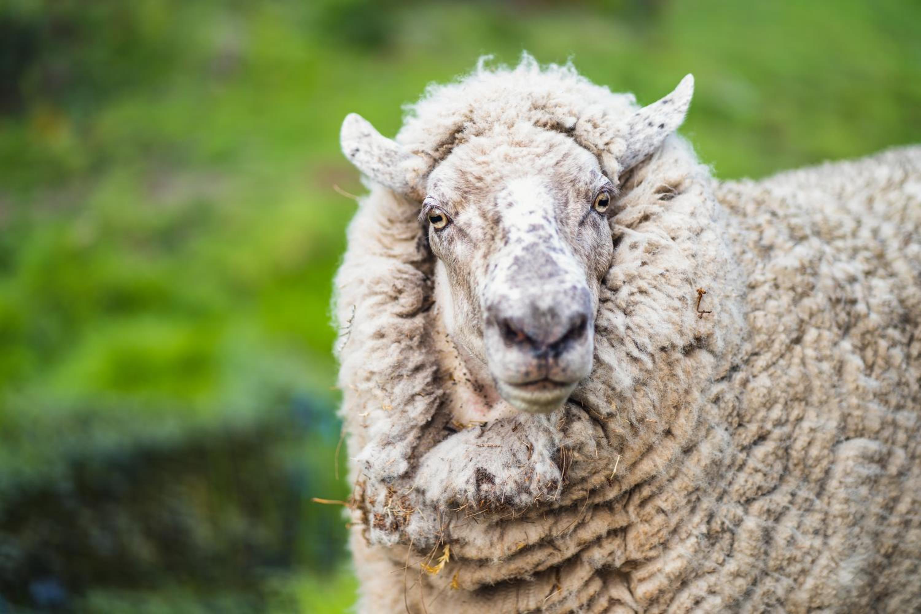 Wallabies, parrots, farm animals