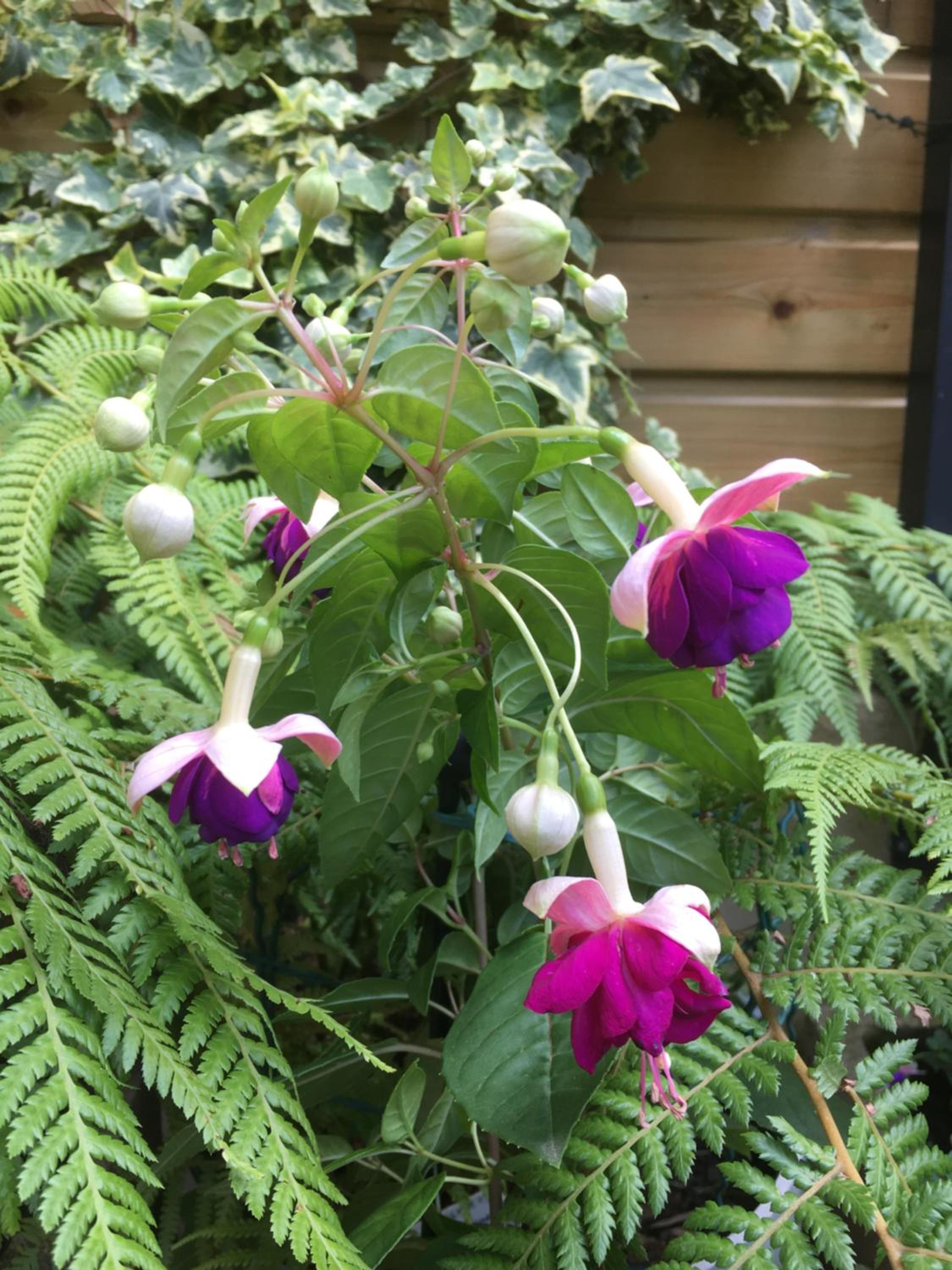 Photo 24