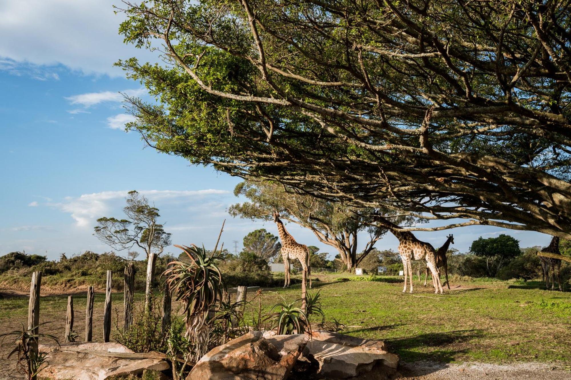 Kragga Kamma Game Park
