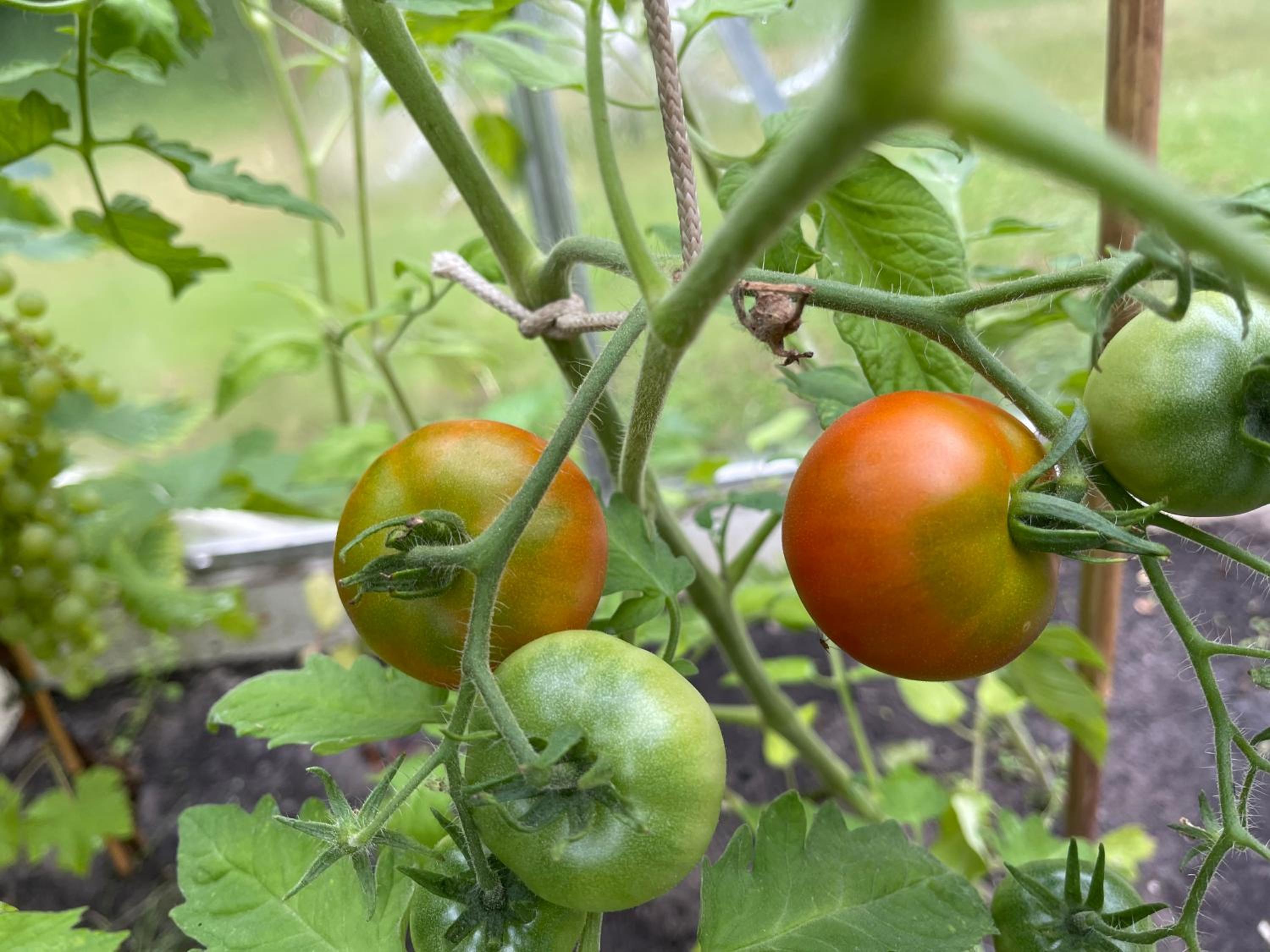 Photo 51
