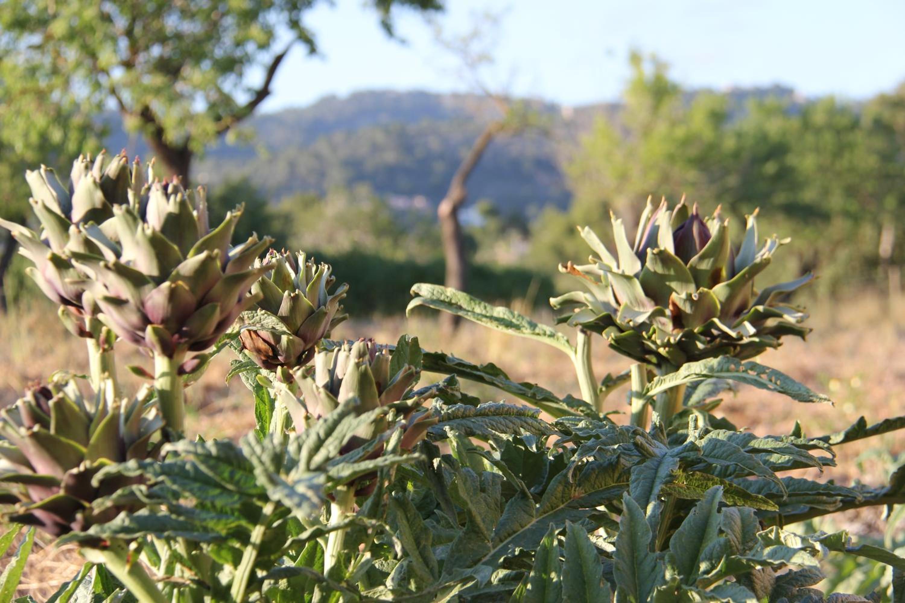 Finca Can Estades