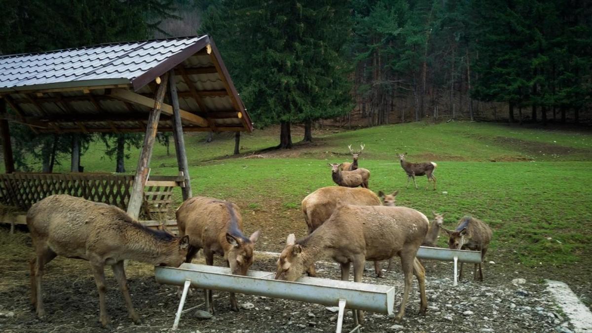 Evergreen Chalet