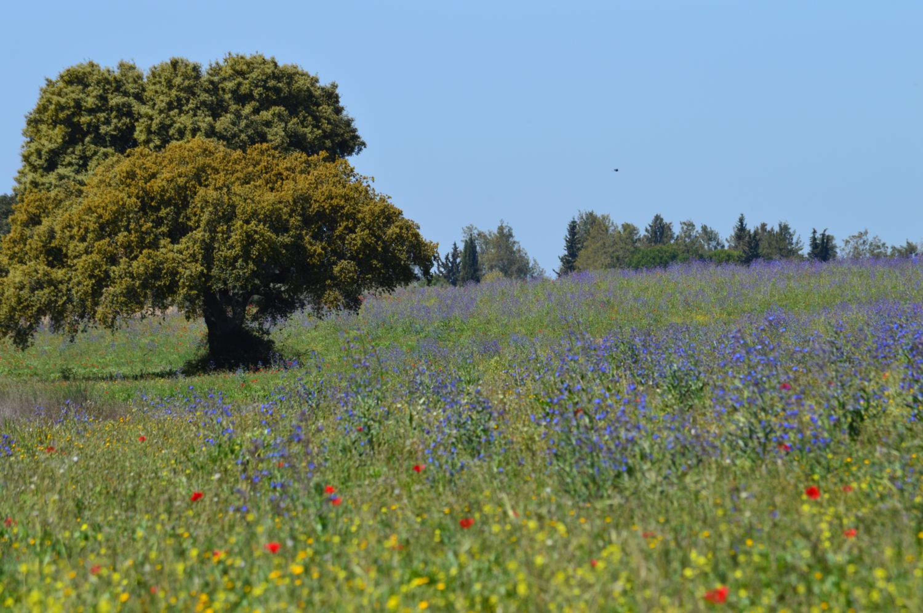 Monte Chalaça - Turismo Rural