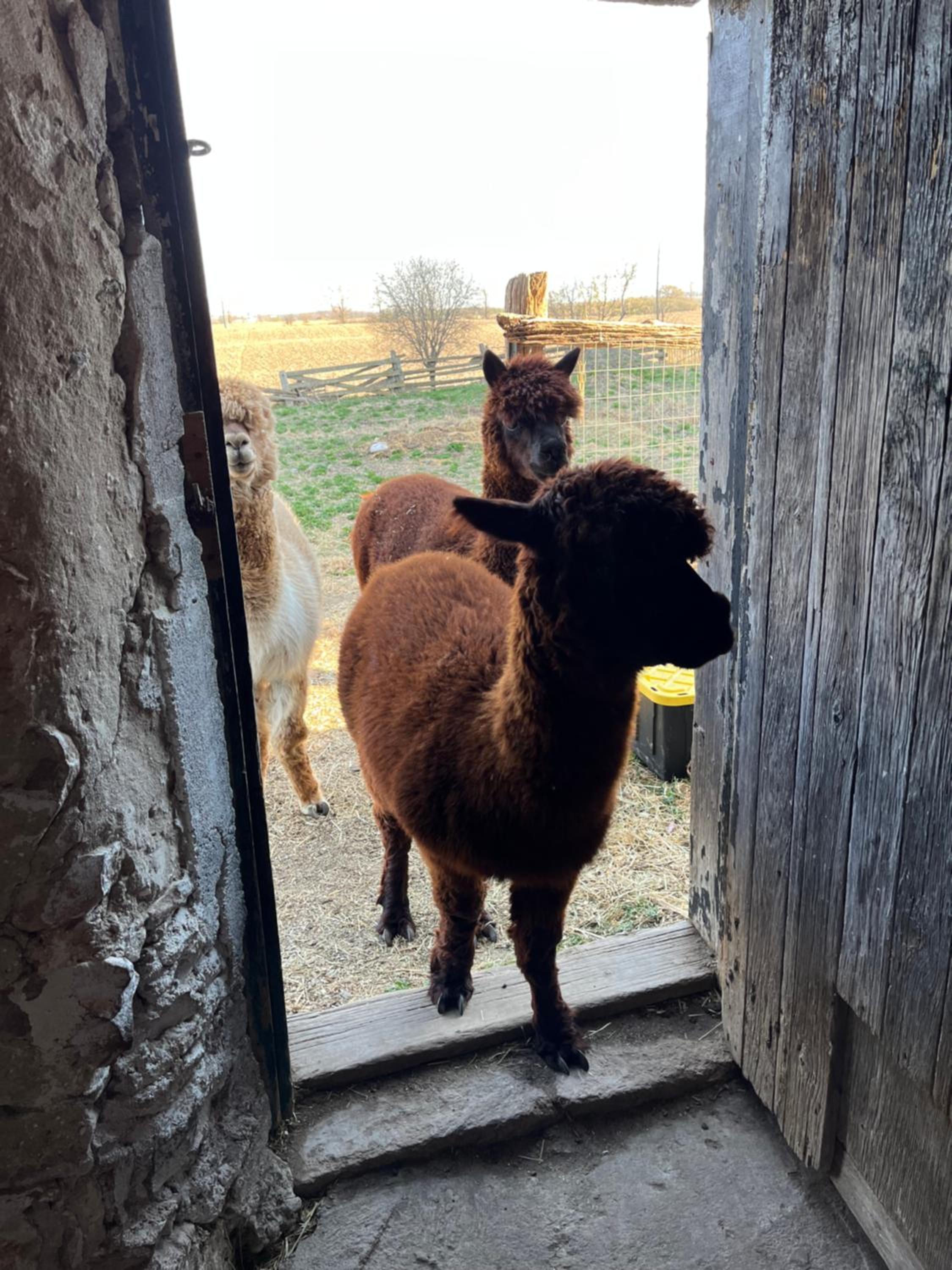 Thunderbird Farm