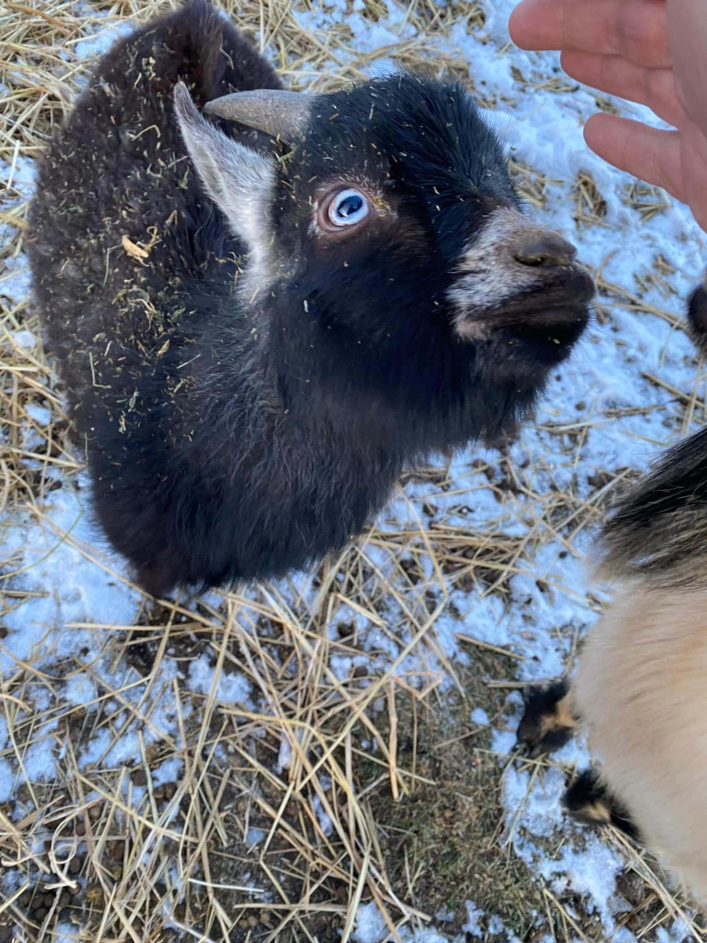 Thunderbird Farm