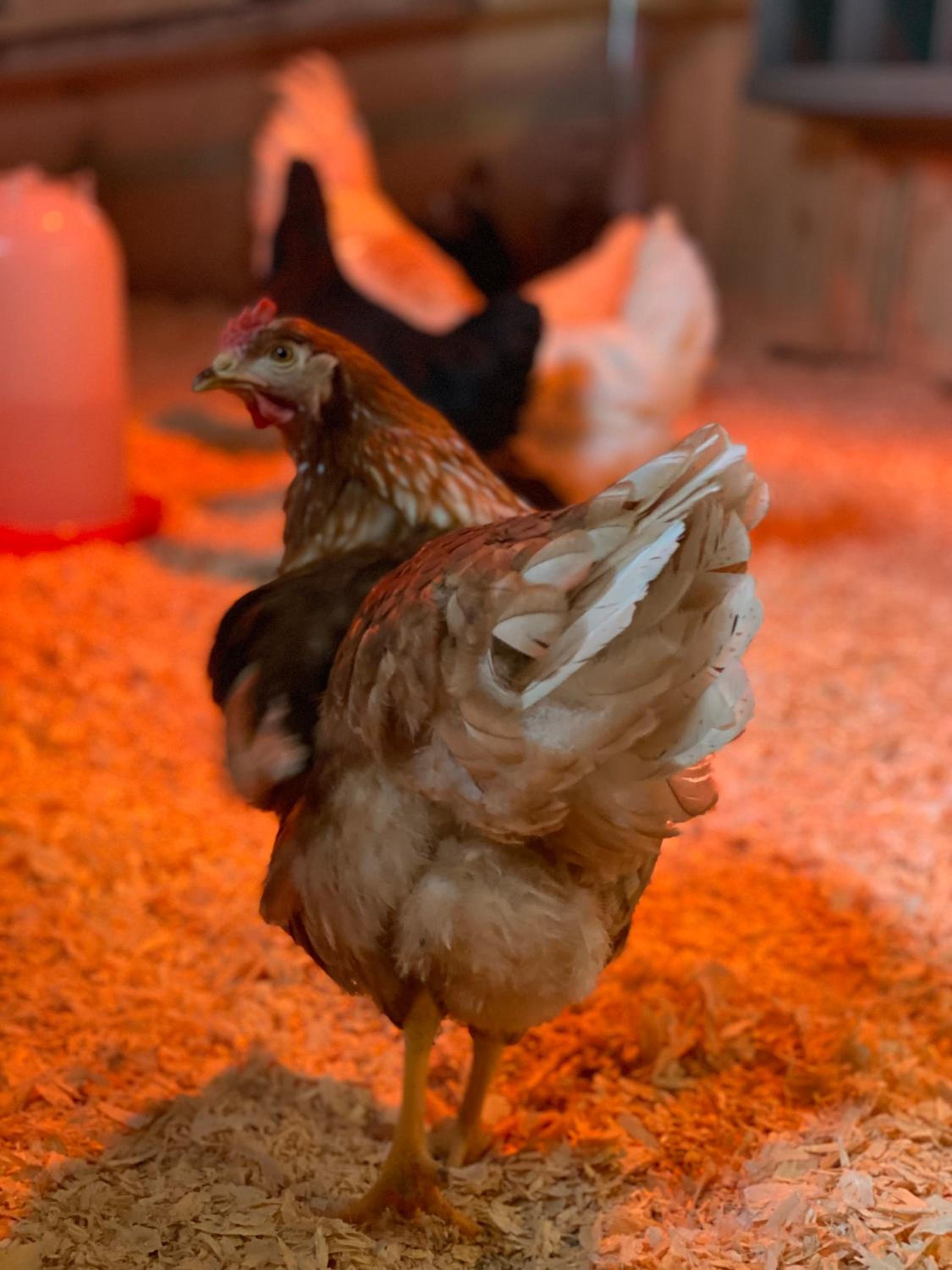 Thunderbird Farm