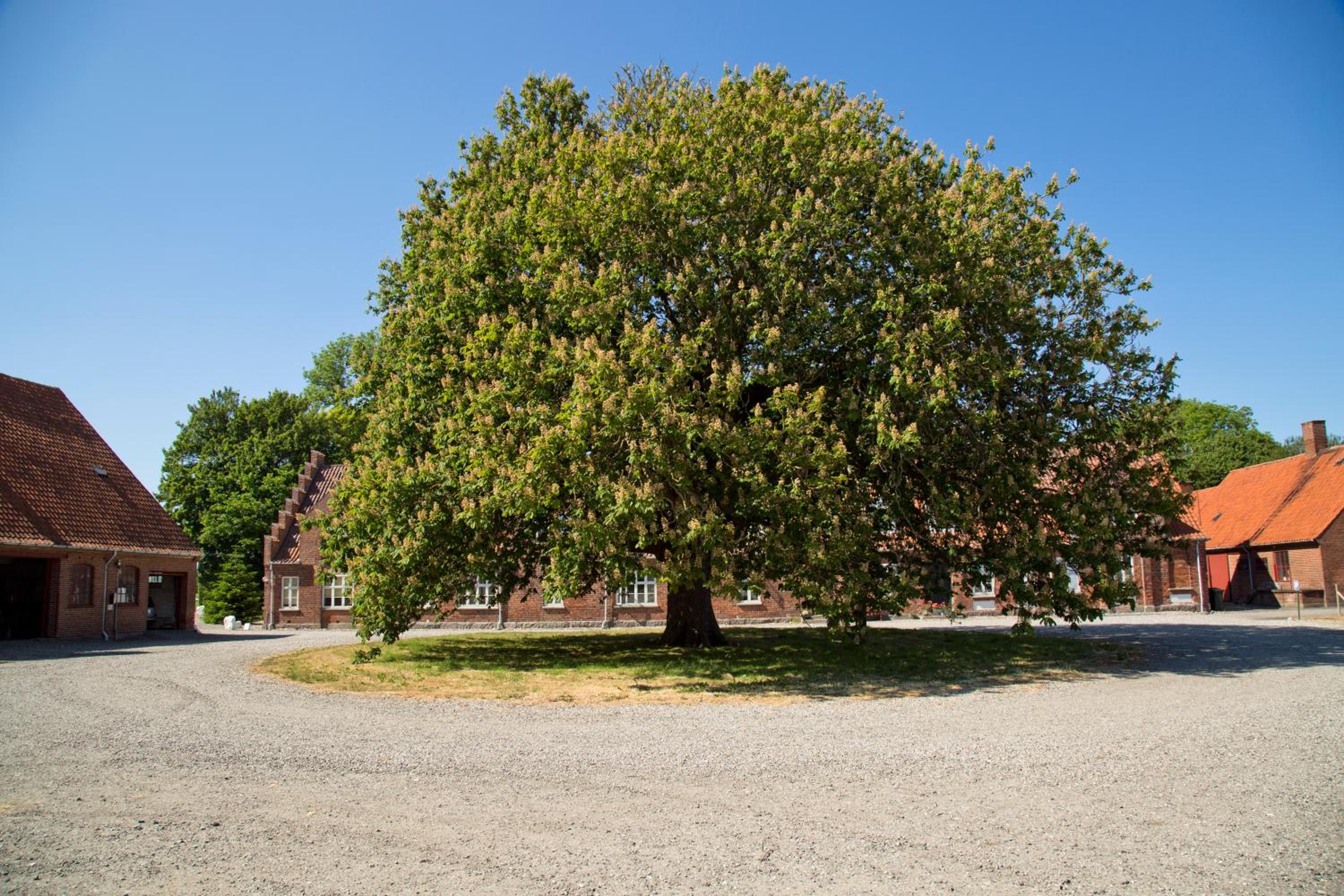 Bellinge House