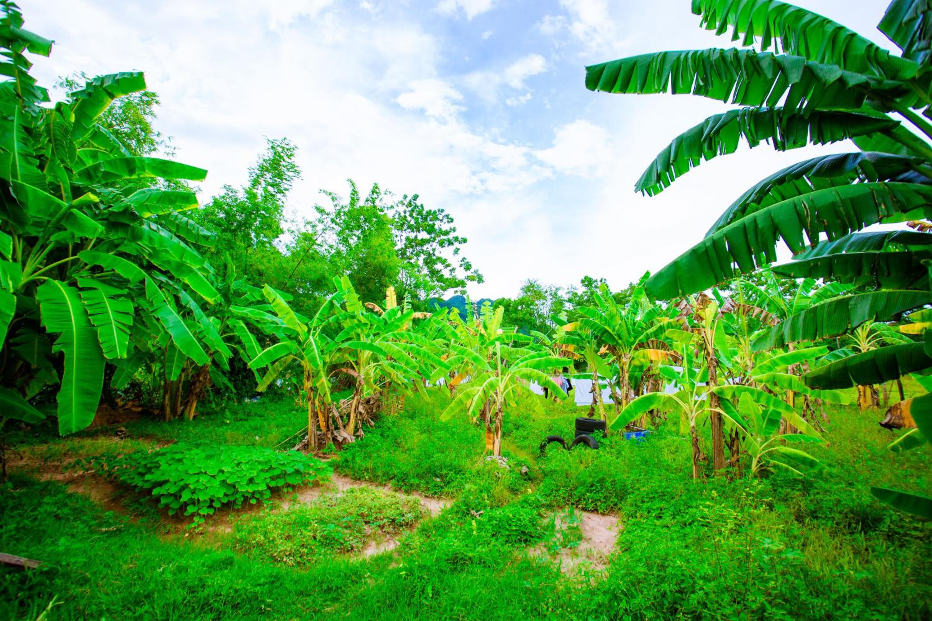 Phong Nha A Little Leaf Homestay