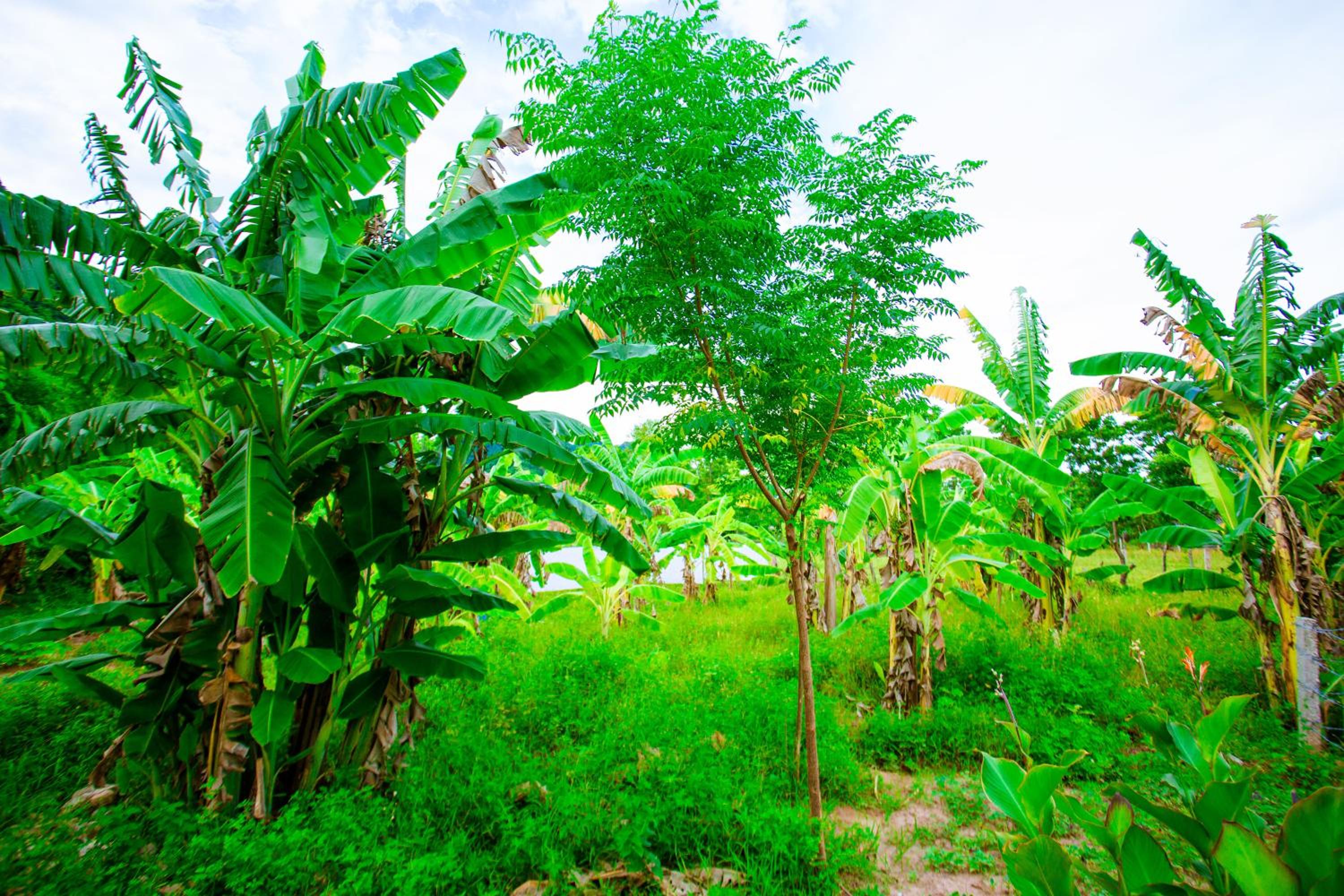 Phong Nha A Little Leaf Homestay