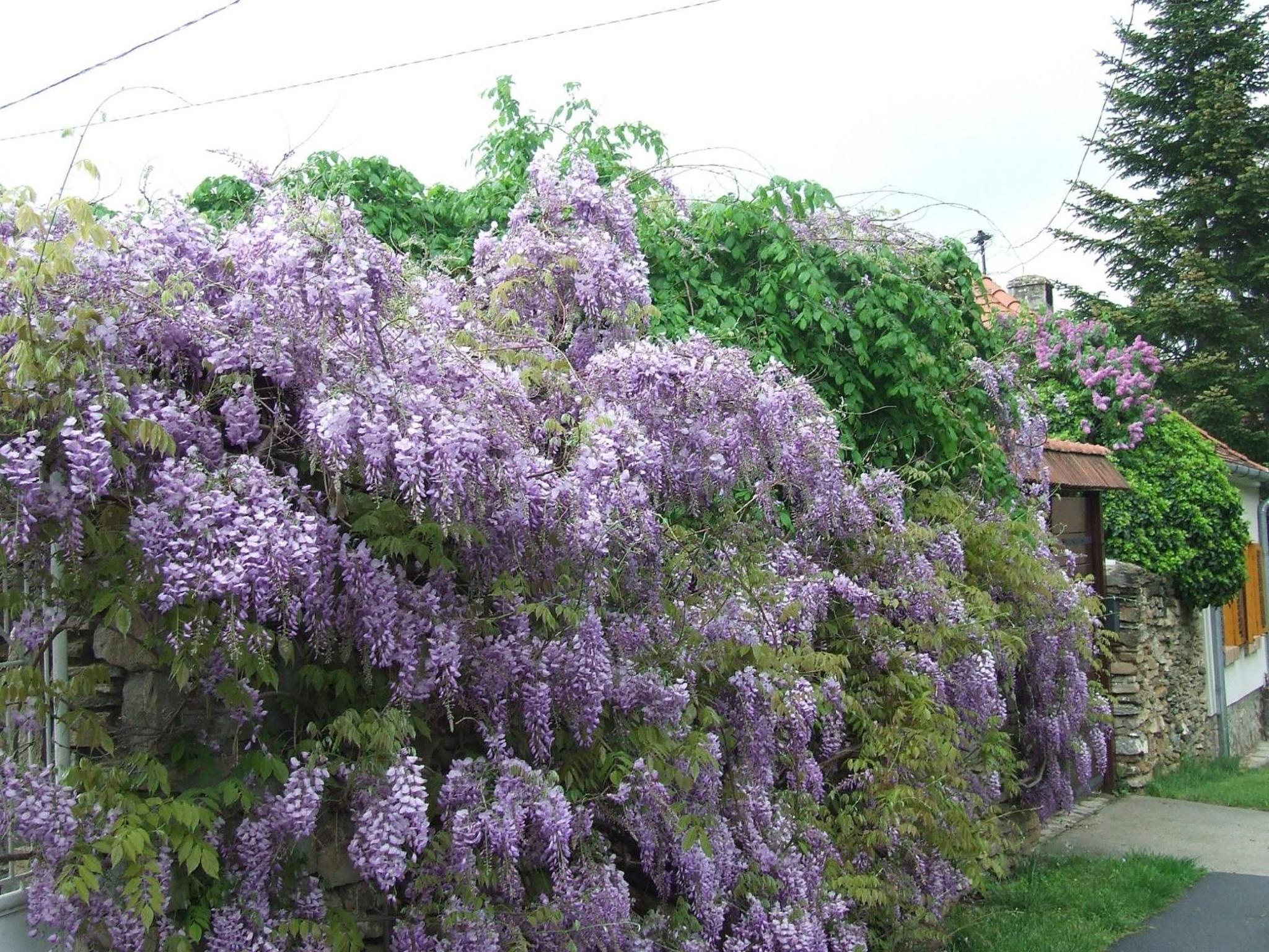 Photo 29