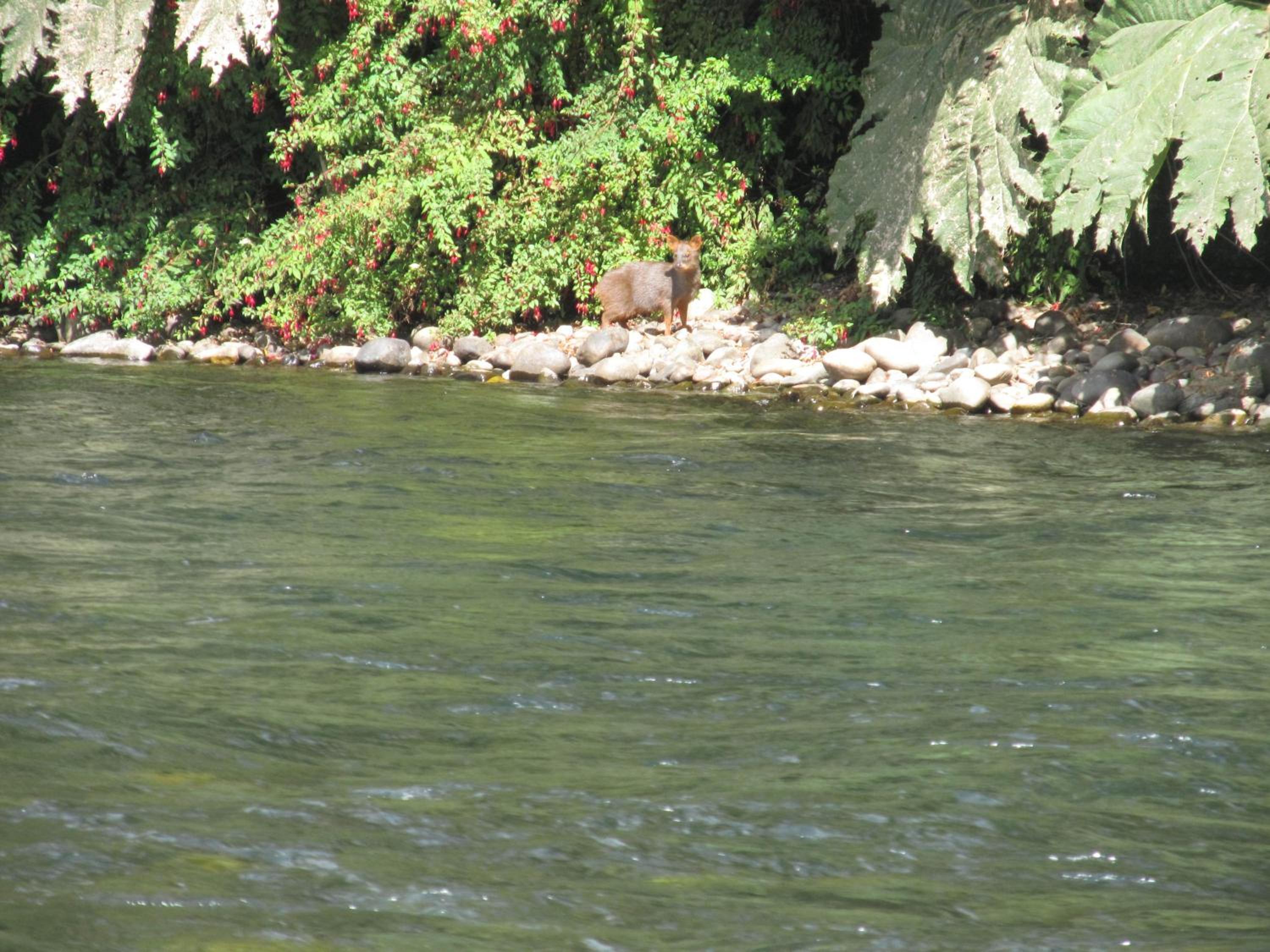 Photo 46