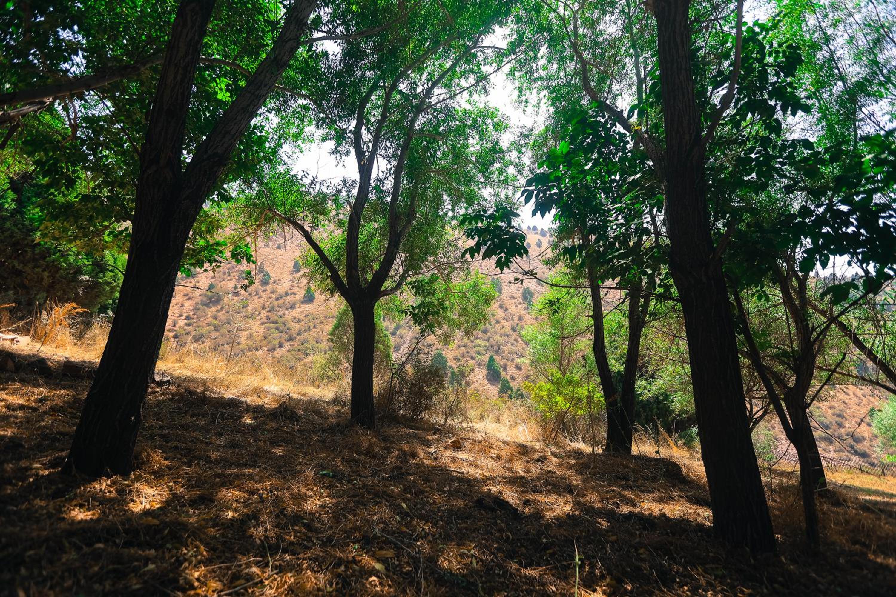 Photo 44