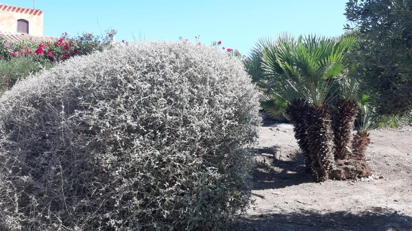Casa Logos Stintino - Private pool photo 4