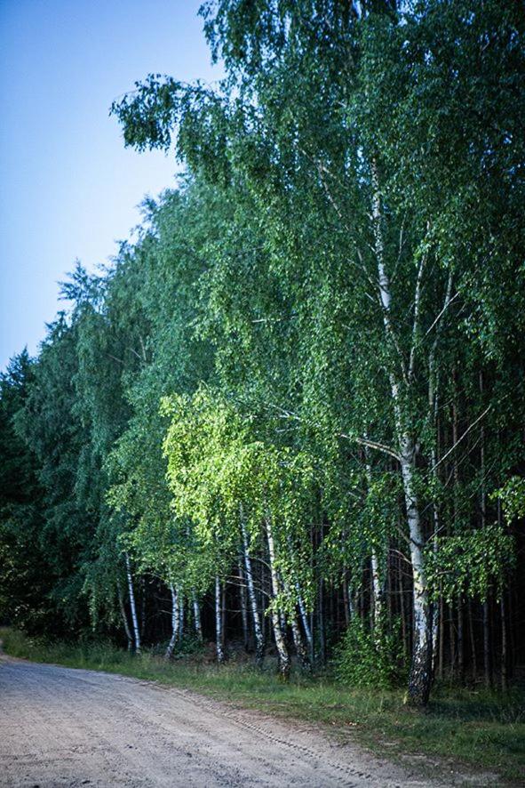Photo 43