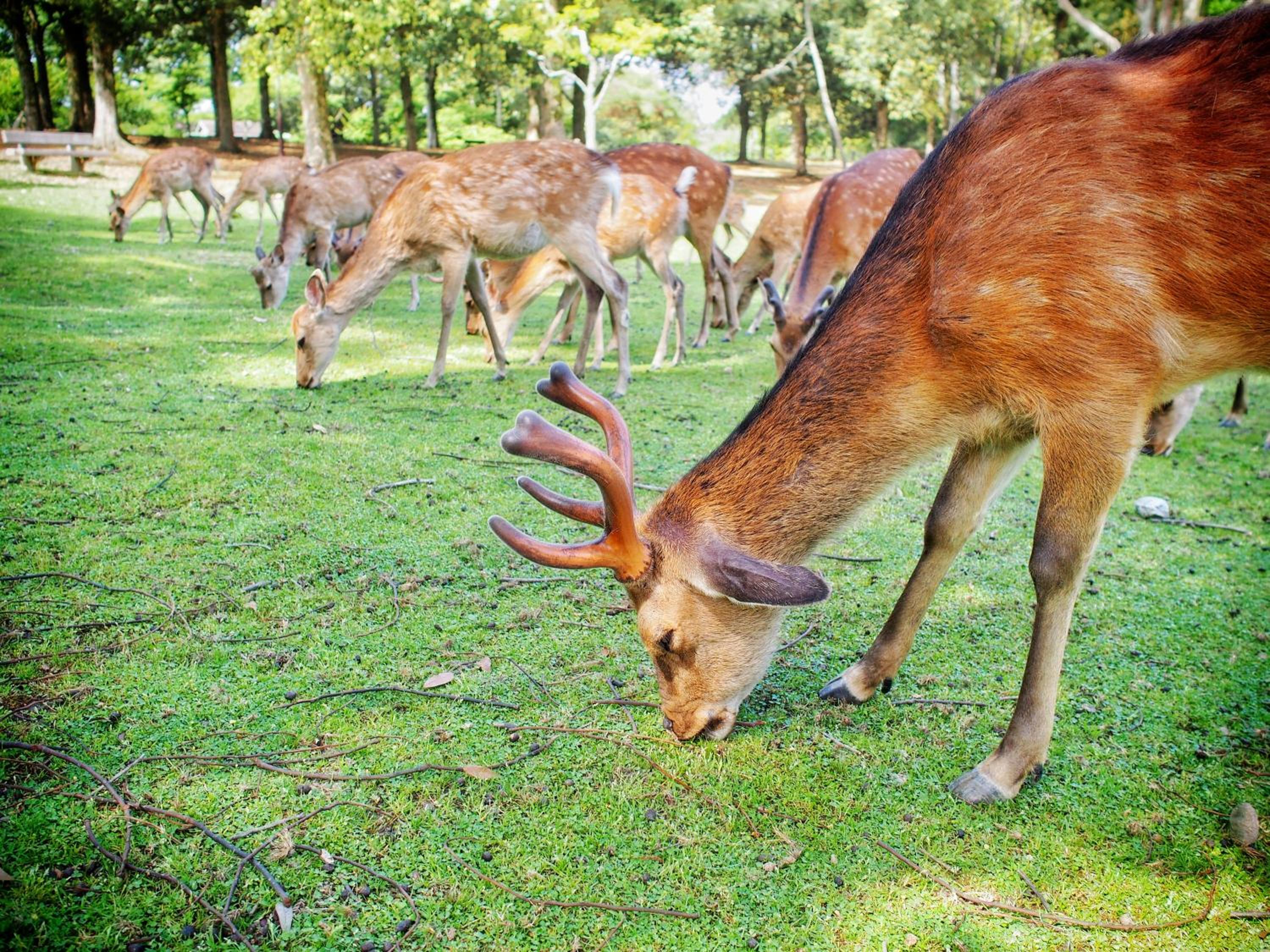 SLOW HOUSE NARA