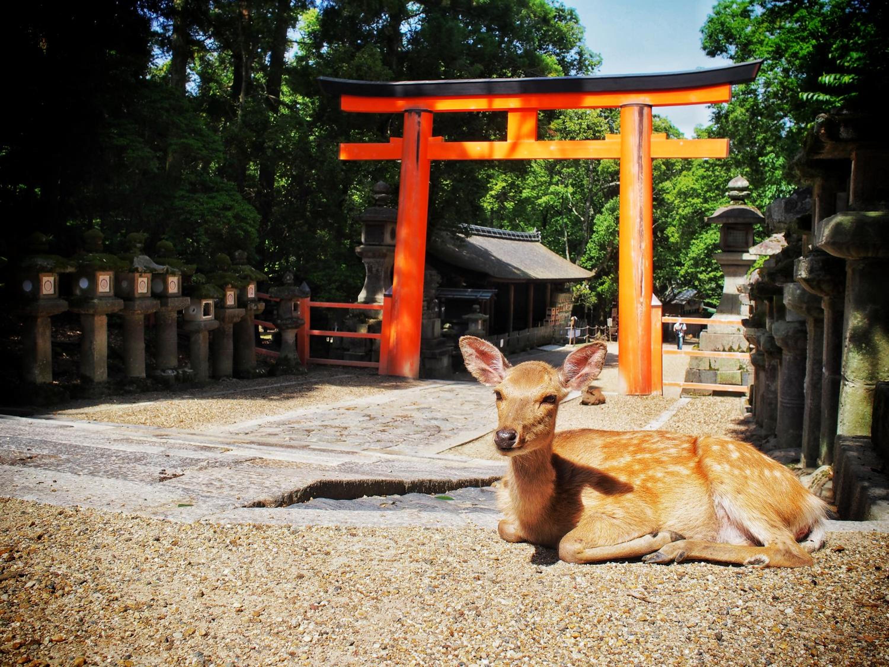 SLOW HOUSE NARA