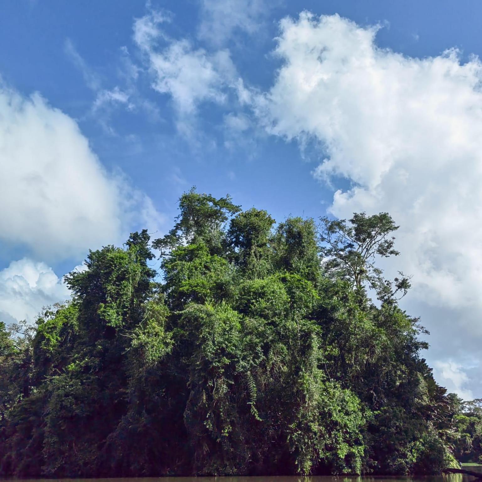 Tortuguero Villas