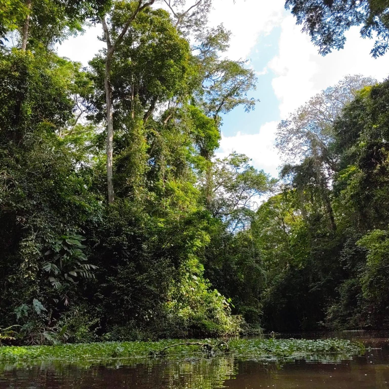 Tortuguero Villas
