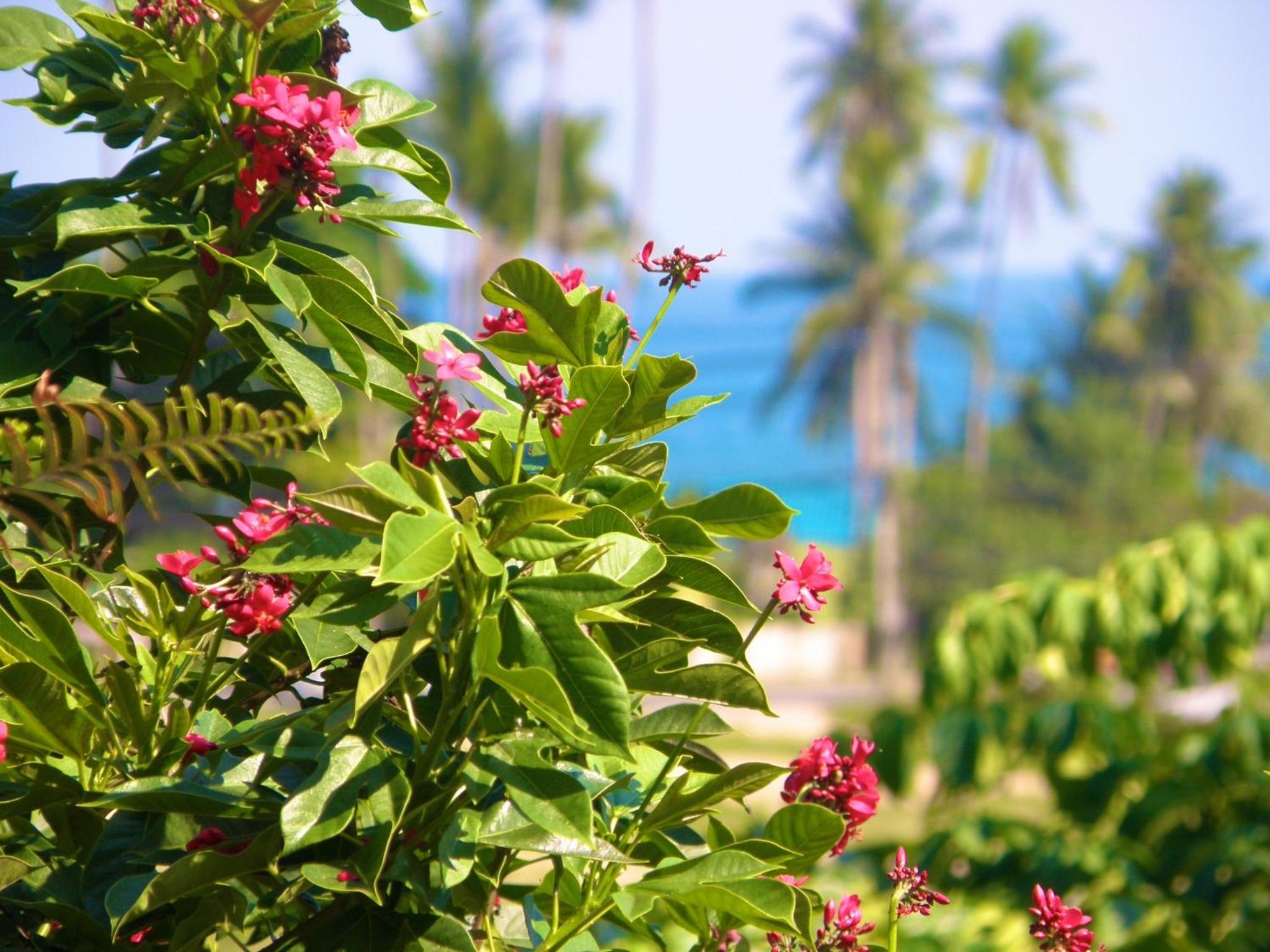 Pink House Guest House Lamai - Pool & Sea View