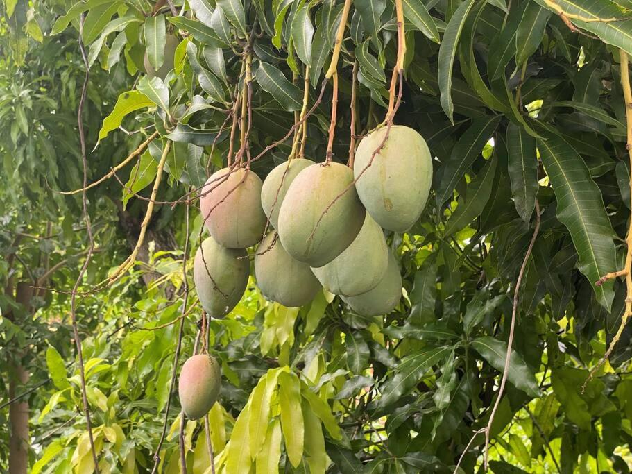 Cocon Tropical