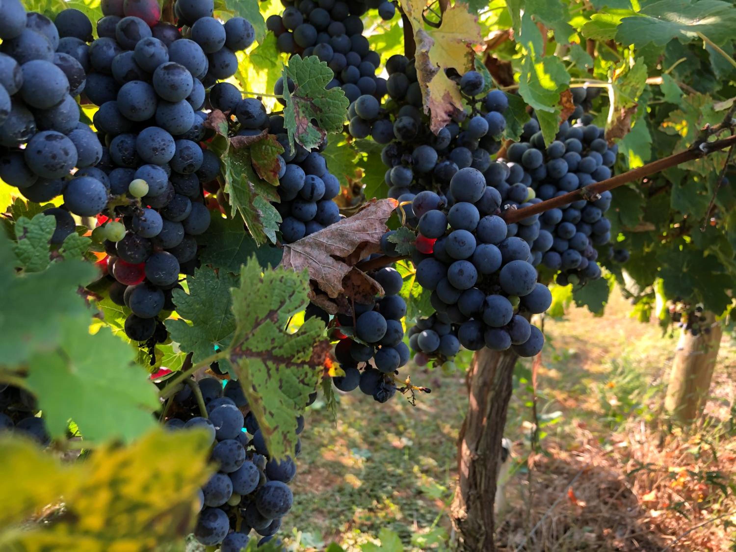 Resort Borgo Syrah