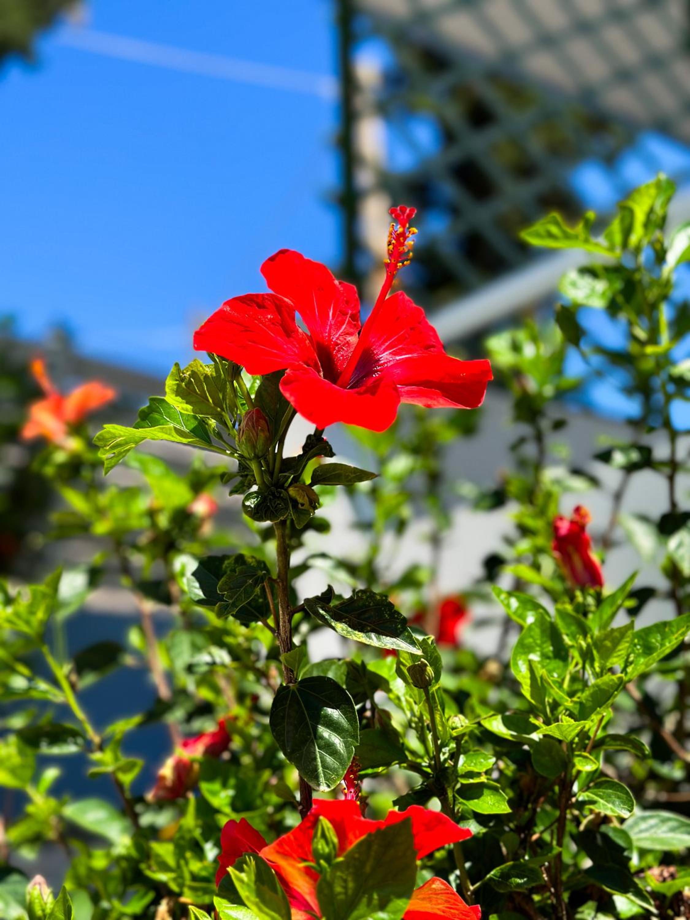 Photo 41