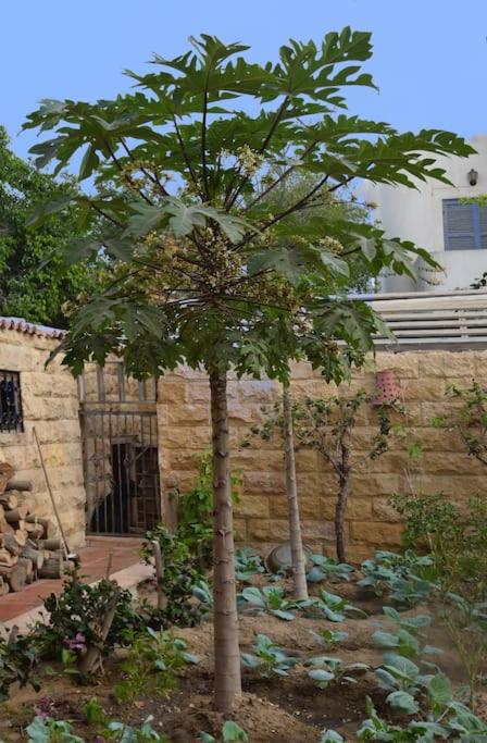 Sandorini Villa for Rent