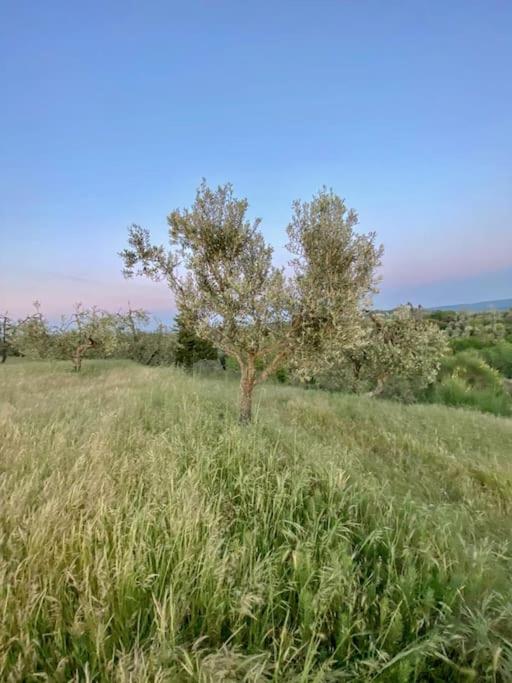 Podere San Giorgio