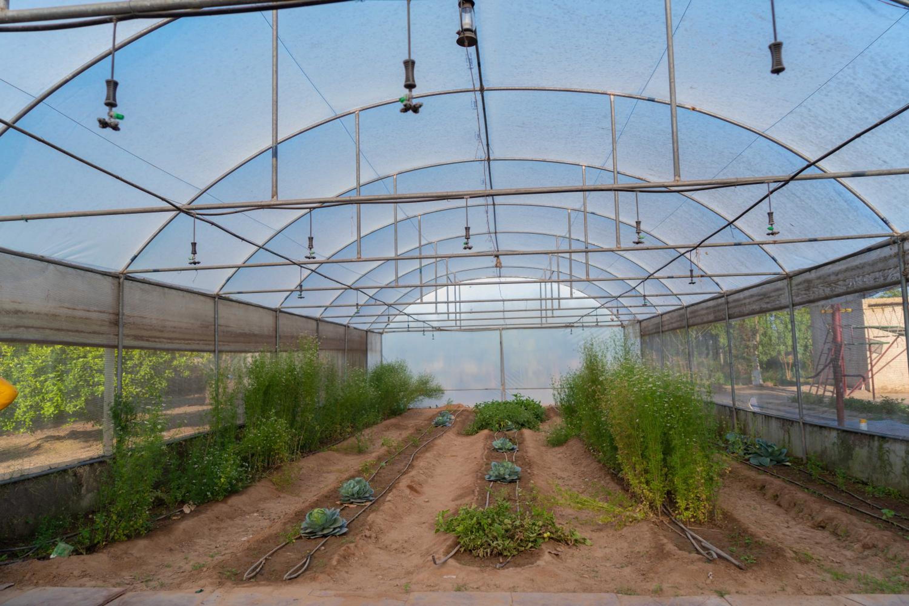 Inno Farms
