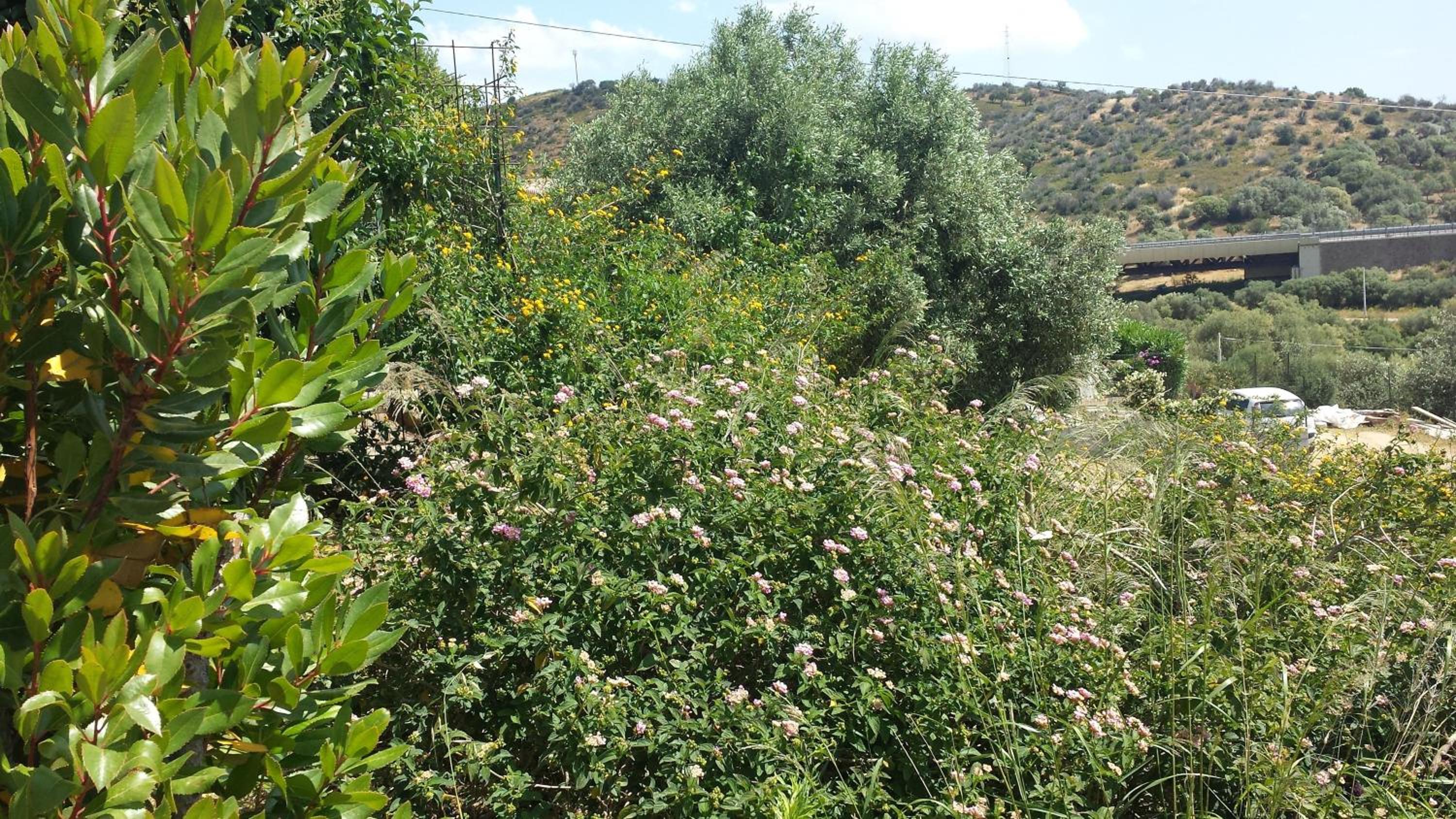 Bandi en San Teodoro