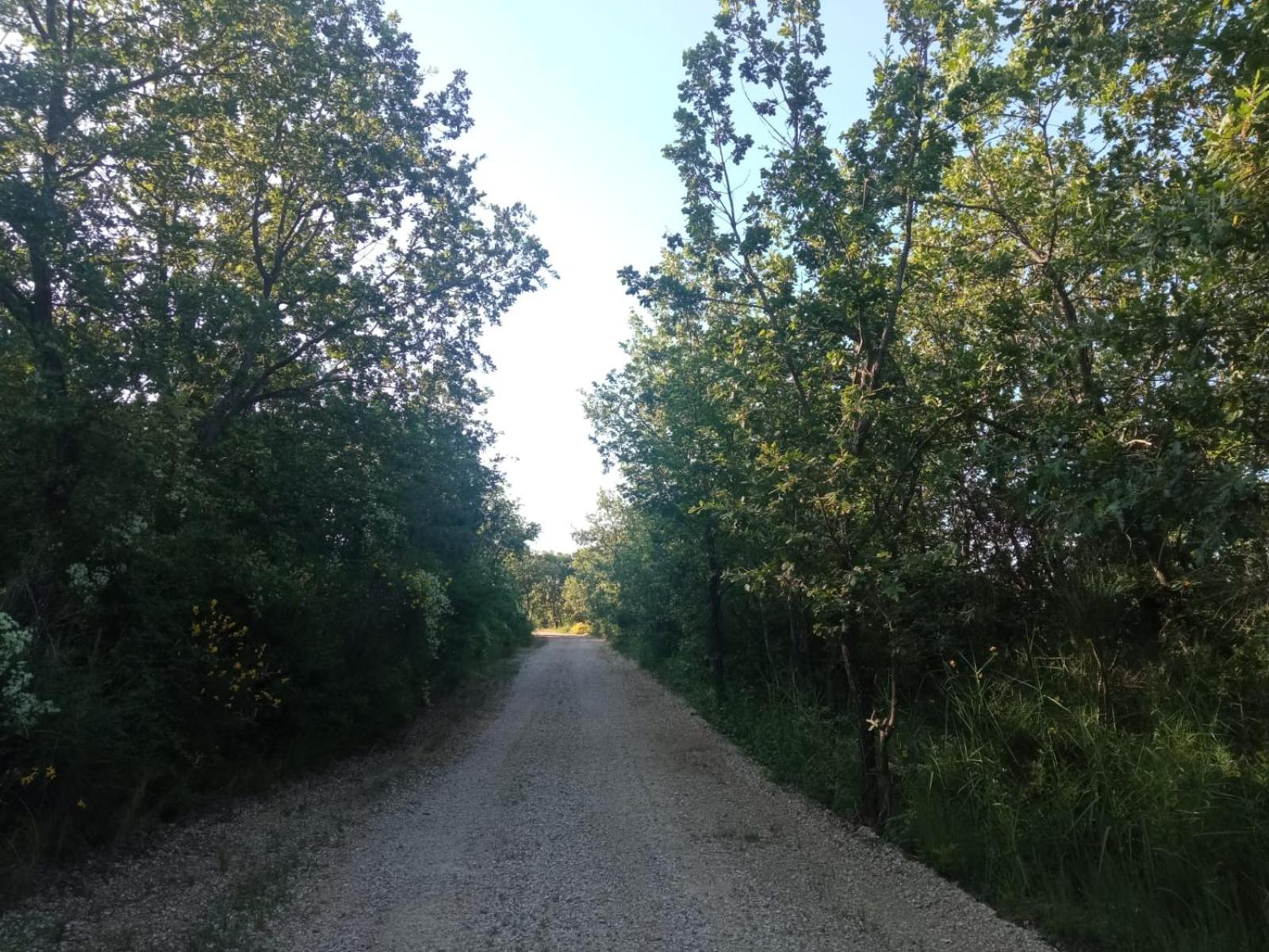 Photo 42