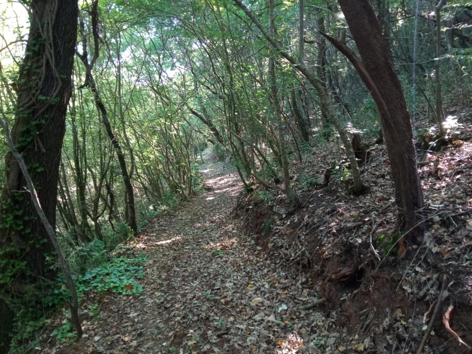 Photo 41