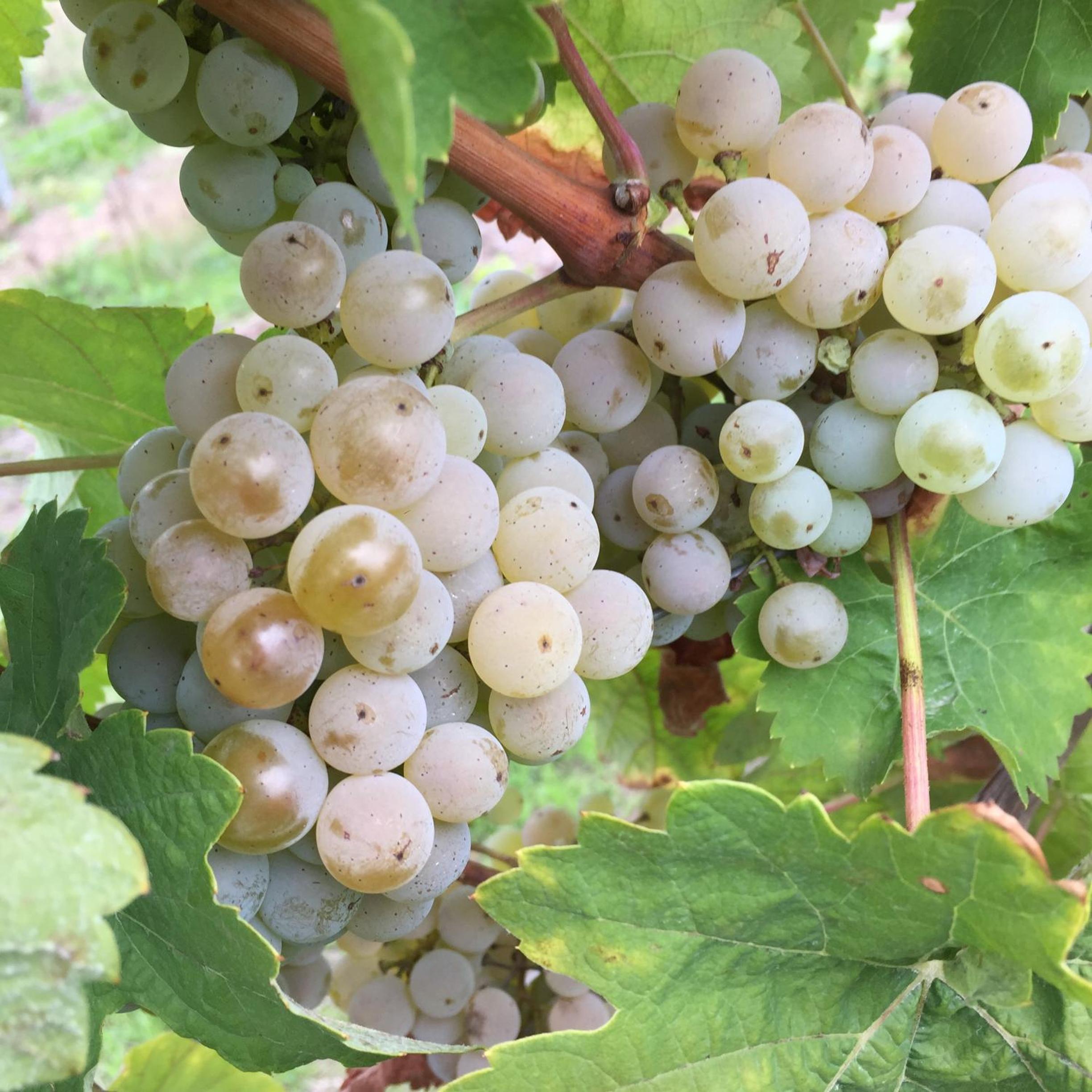 Ferienweingut Willems view 5