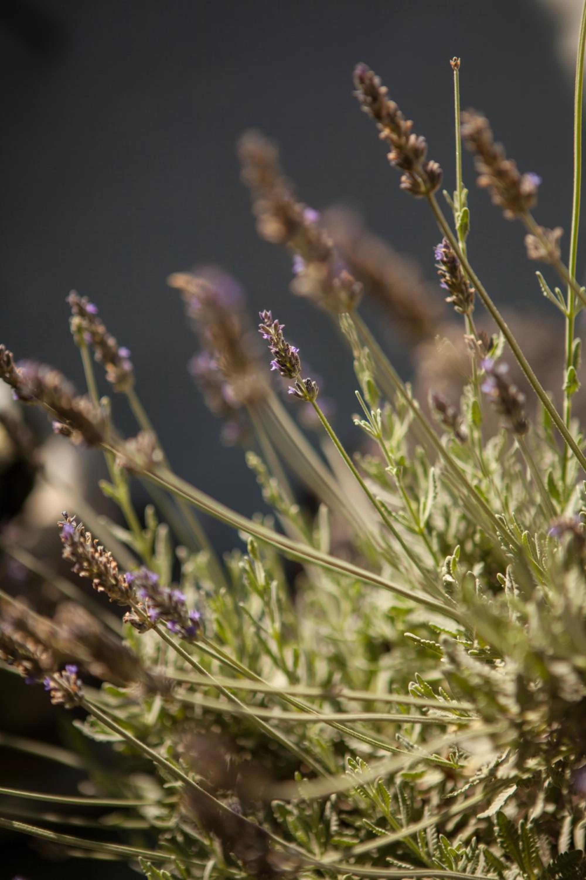 Kamarela Studios photo 5