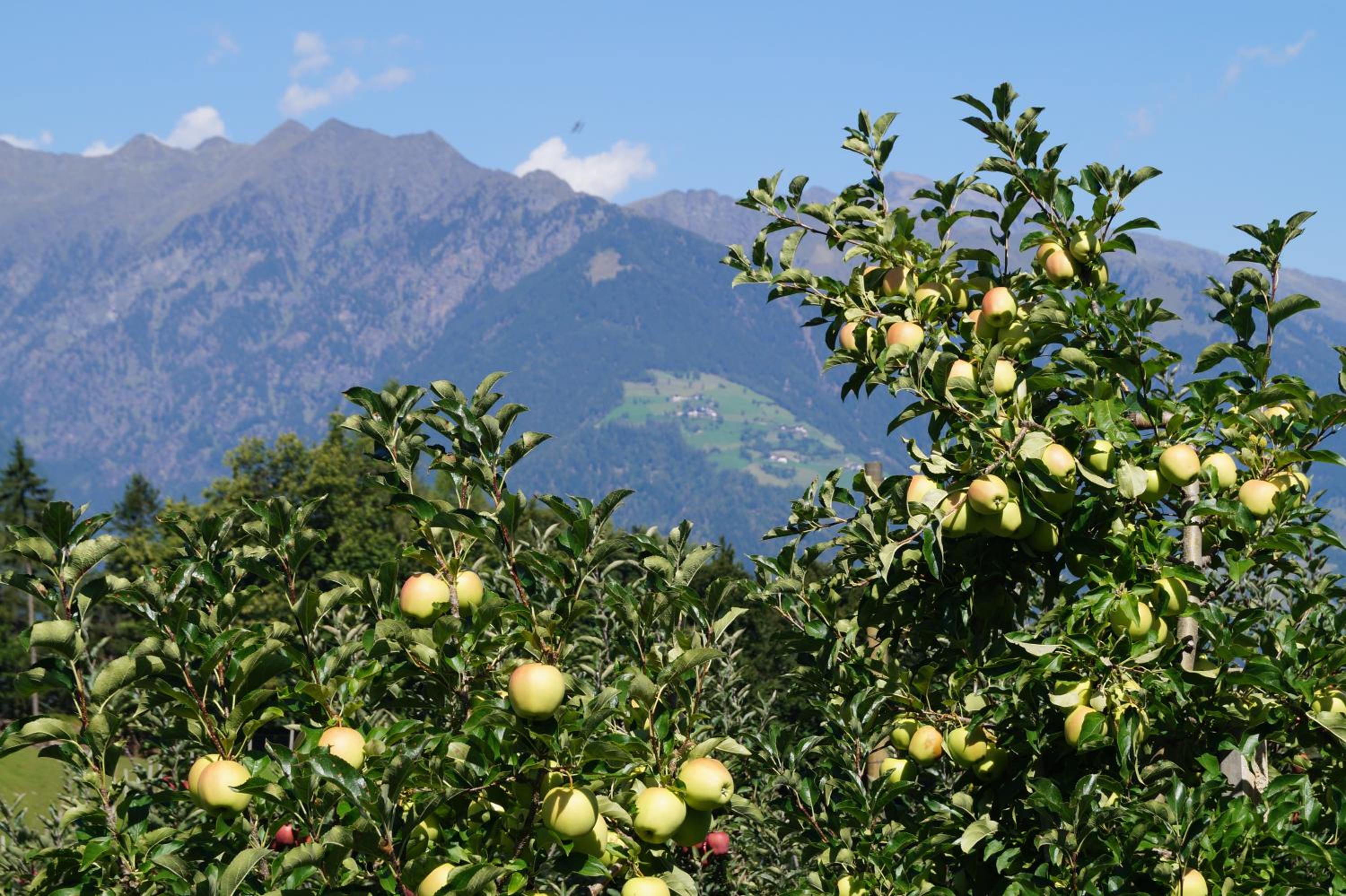 Grumserhof view 5