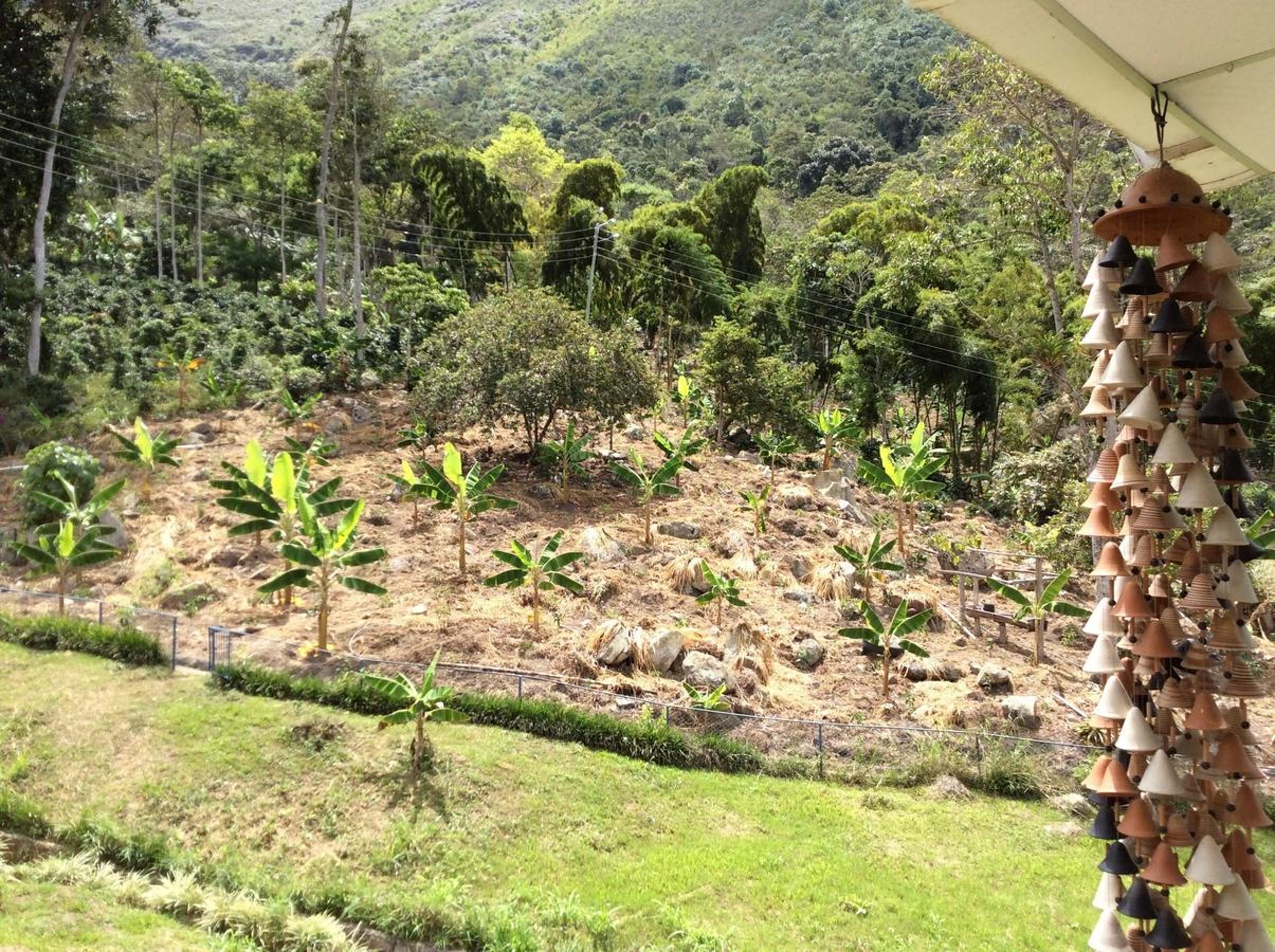 Las Mercedes Finca Cafetera