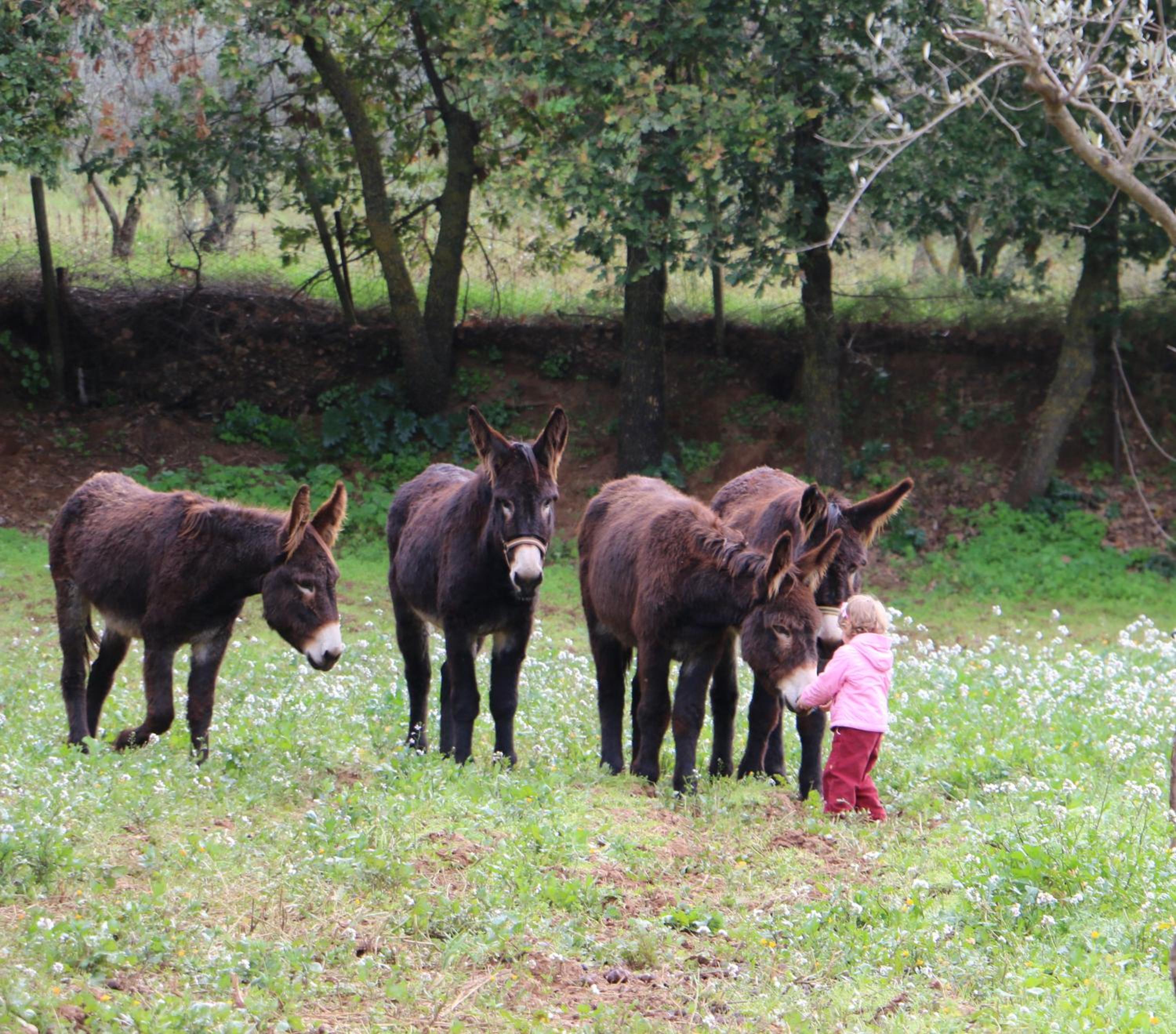 La Quercia e l'Asino