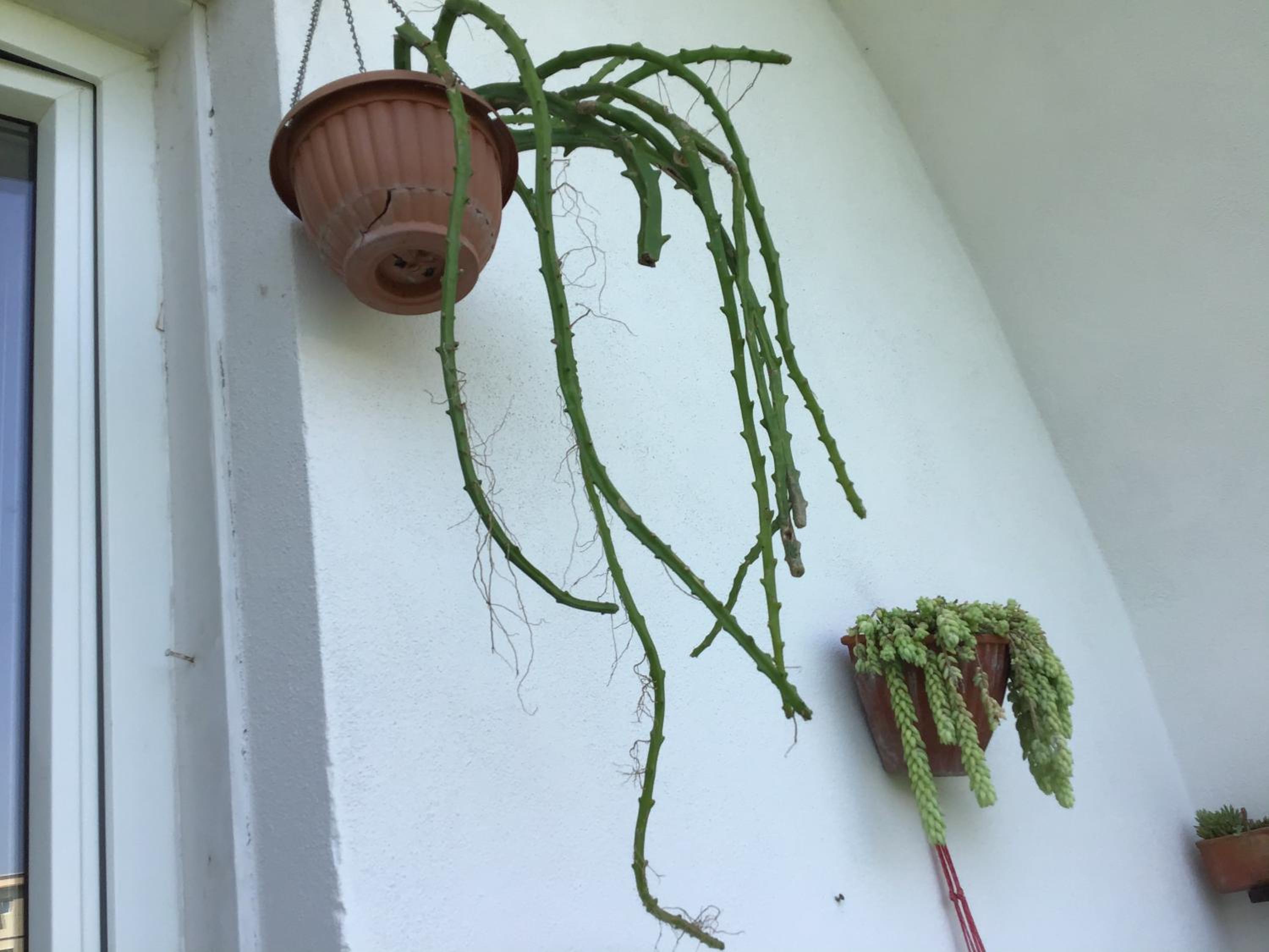 Paravis 4 or 6 people photo 5