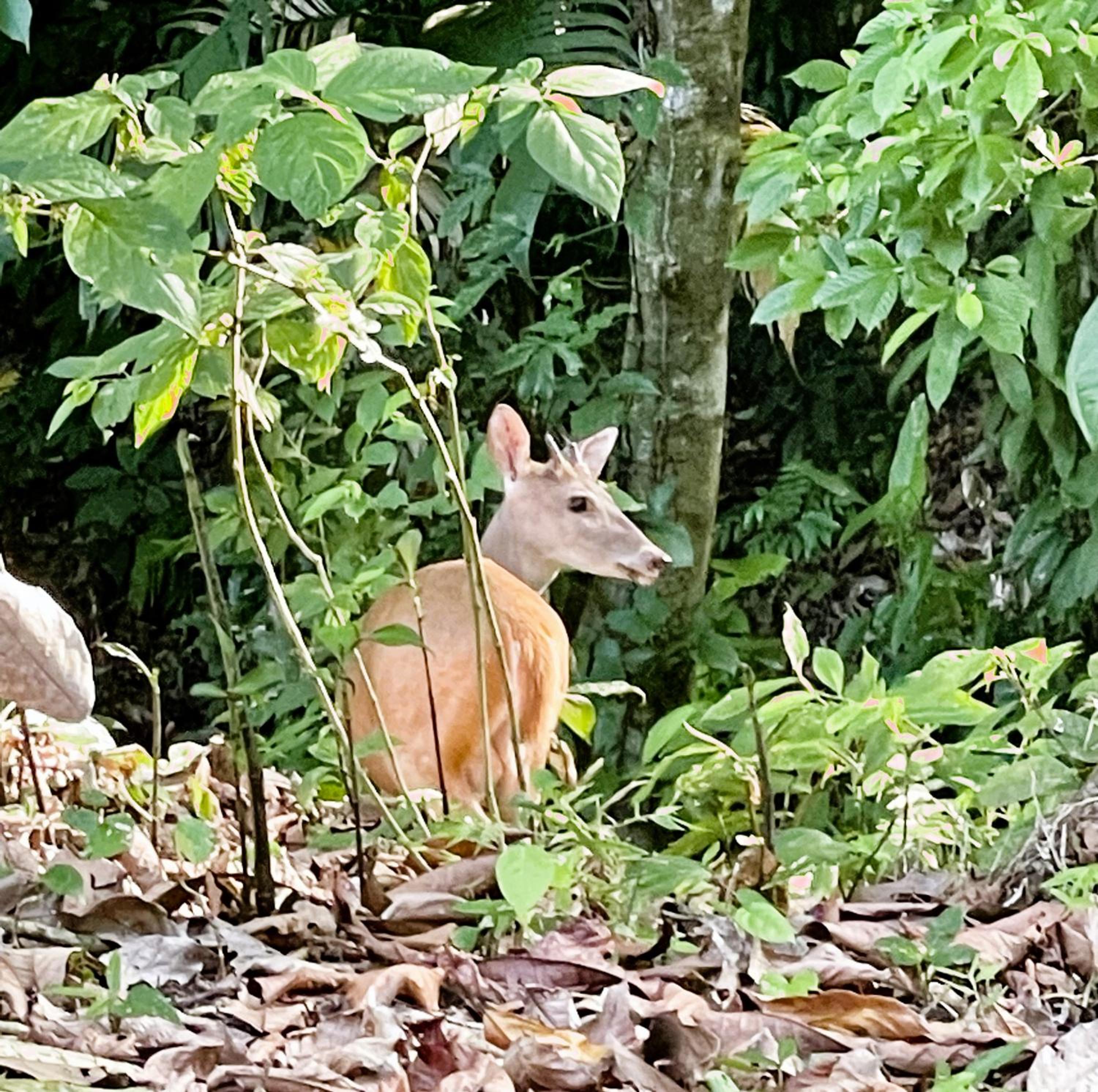 An abundance of wildlife at Jungle Glory Home Abajo