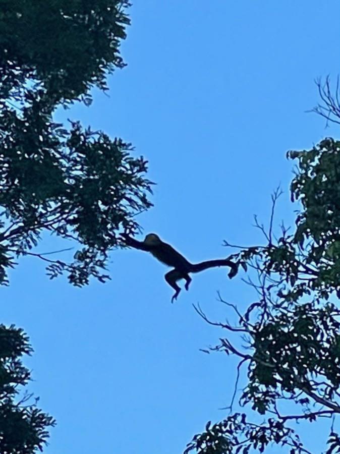 An abundance of wildlife at Jungle Glory Home Abajo