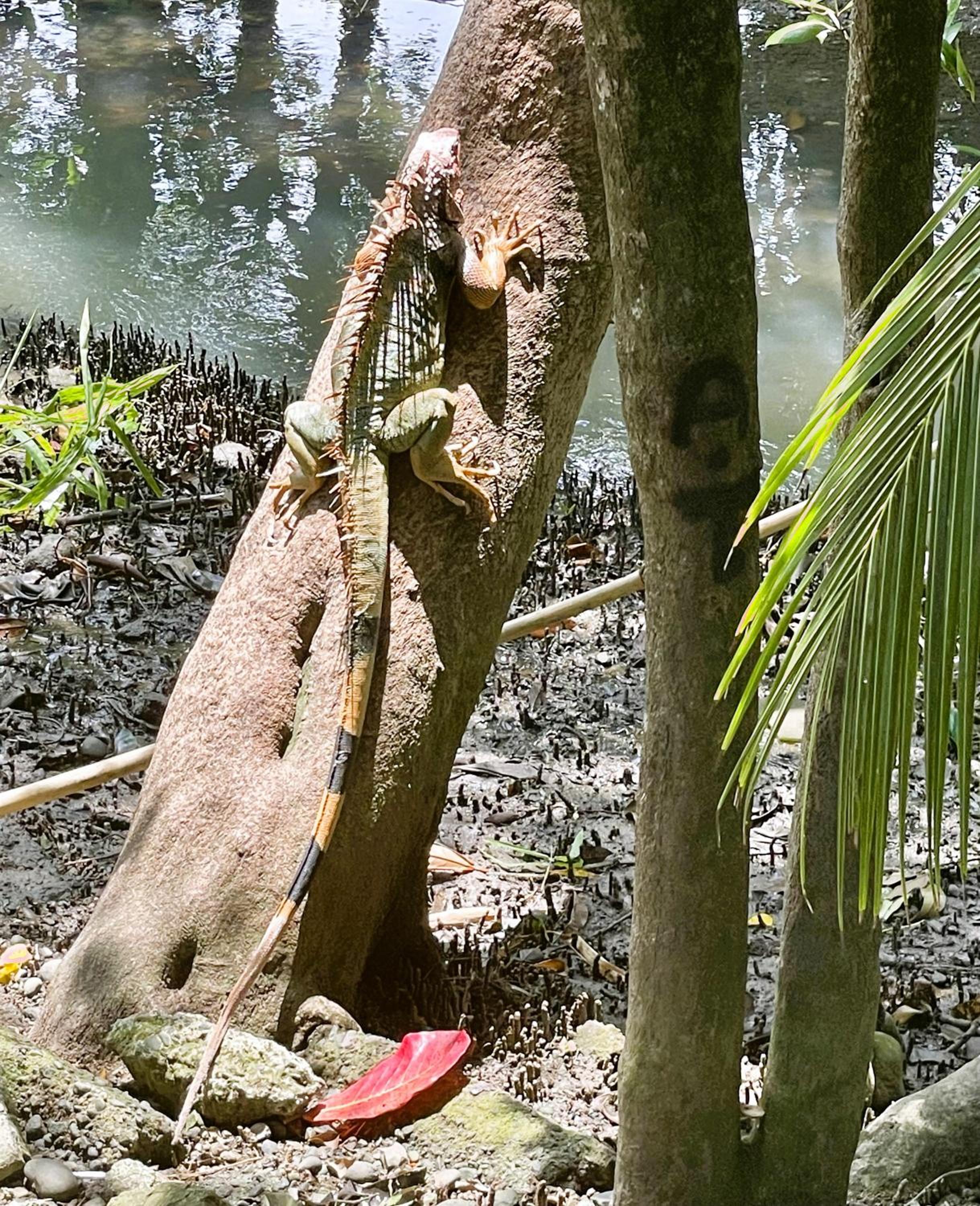 An abundance of wildlife at Jungle Glory Home Abajo