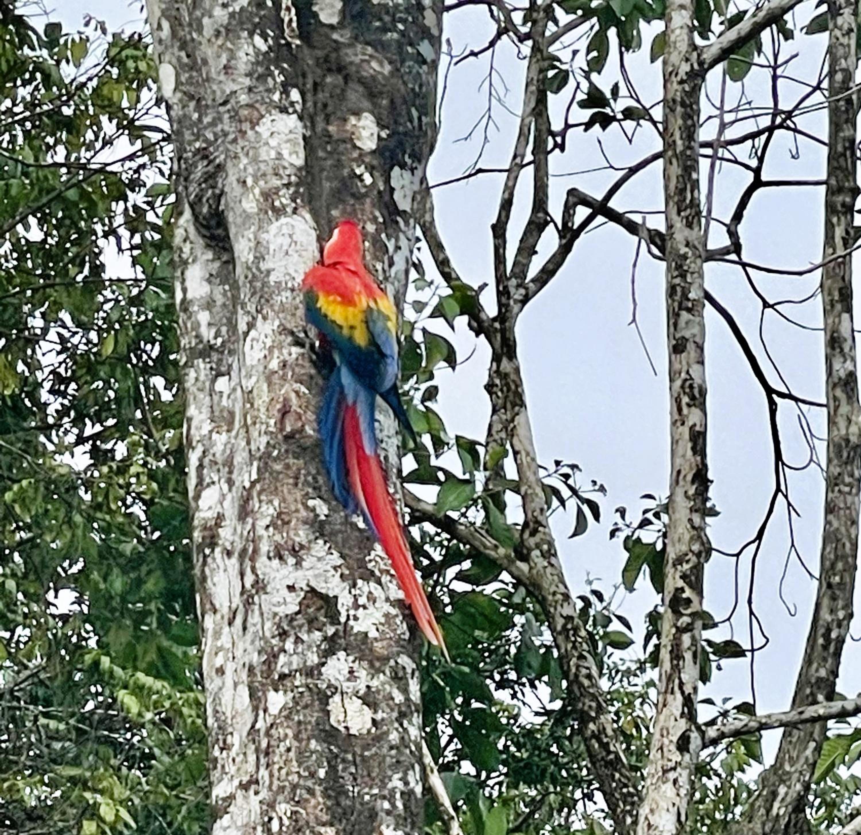 An abundance of wildlife at Jungle Glory Home Abajo