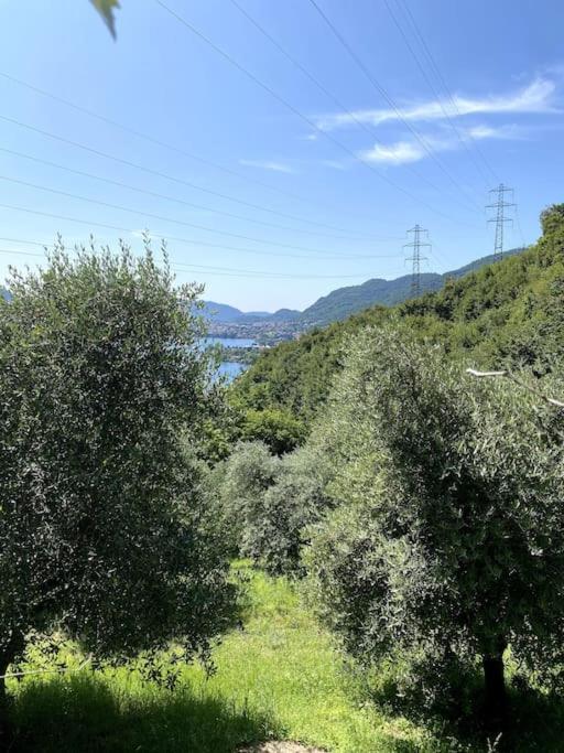 La Dimora Degli Olivi view 2
