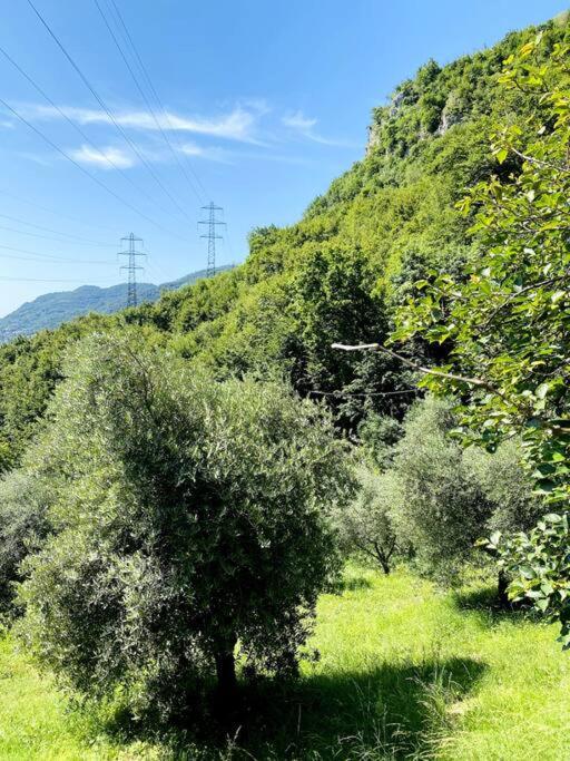 La Dimora Degli Olivi view 4
