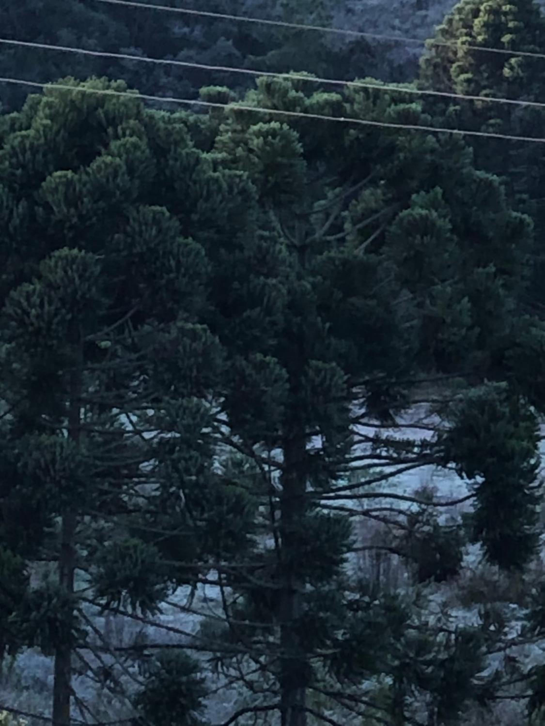 Pousada Pedra da Mata chalés na montanha
