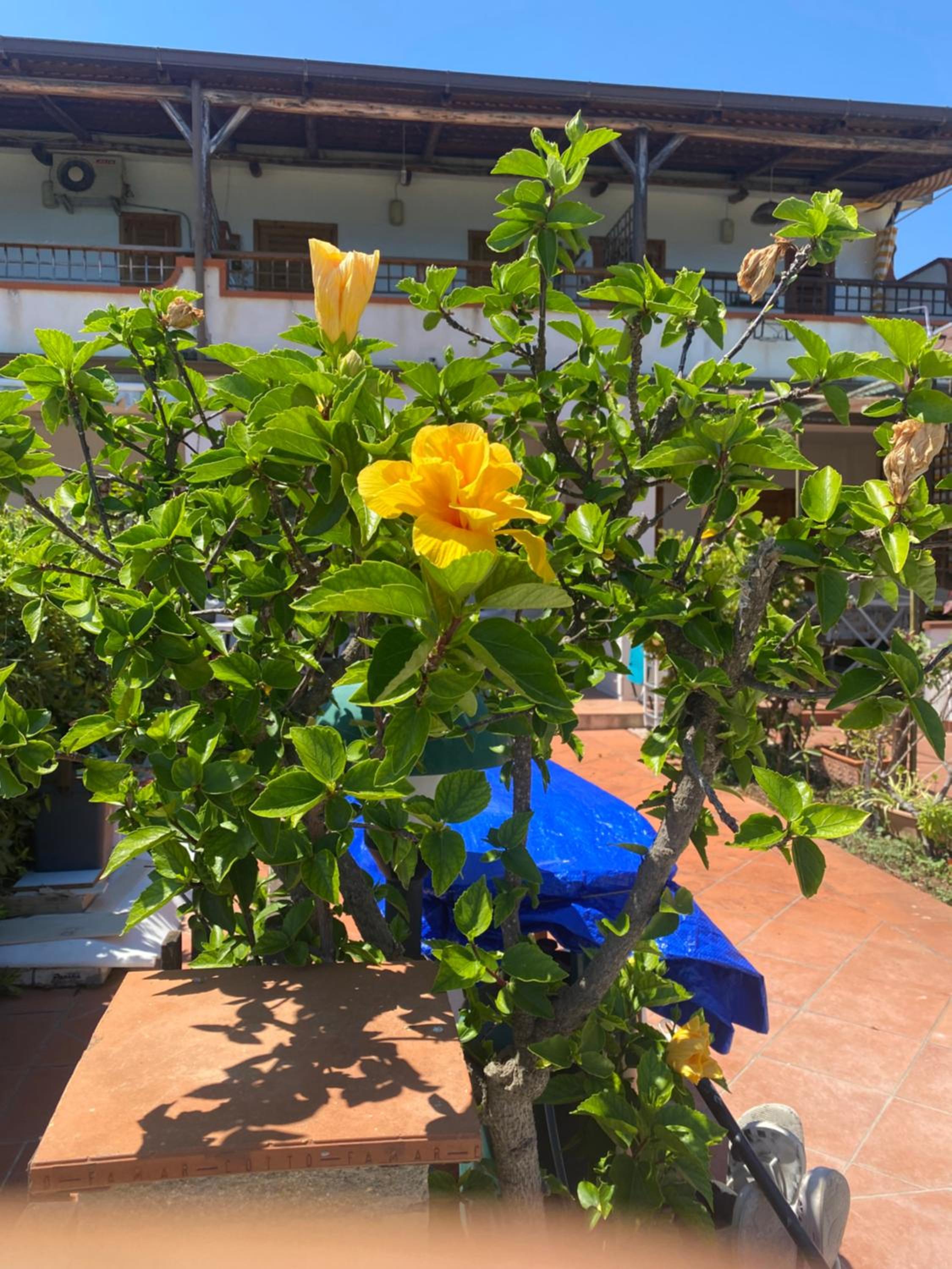 Hibiscus Apartment-casa per le vacanze vicino tropea